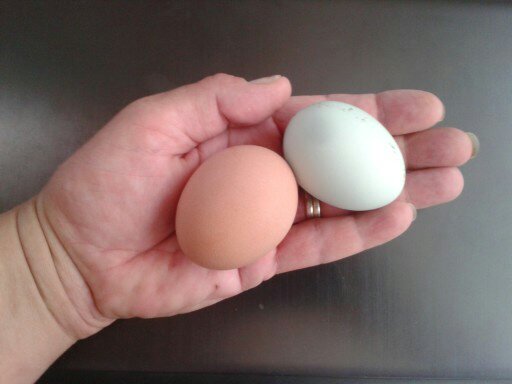 our first eggs