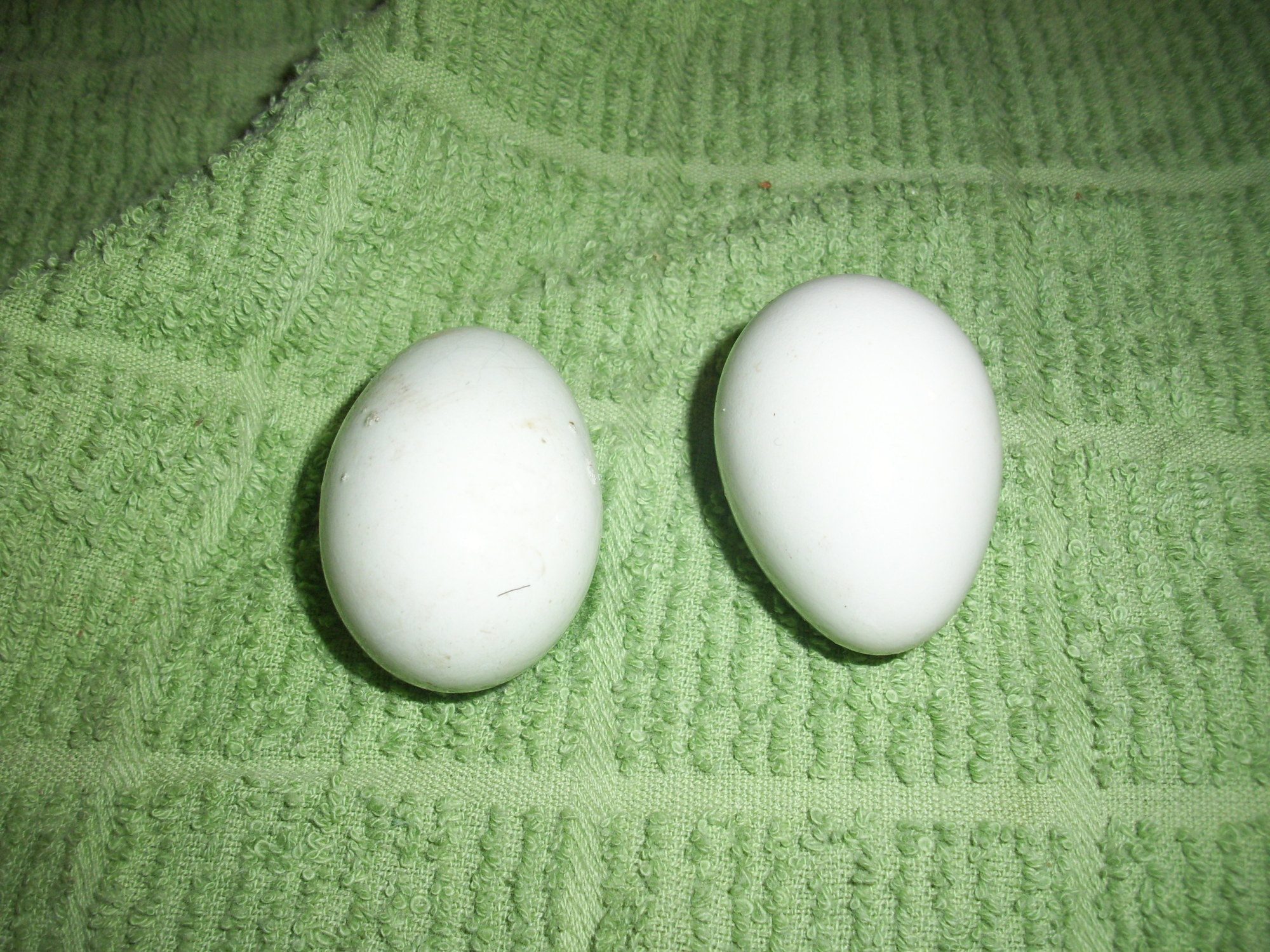 Our first eggs!