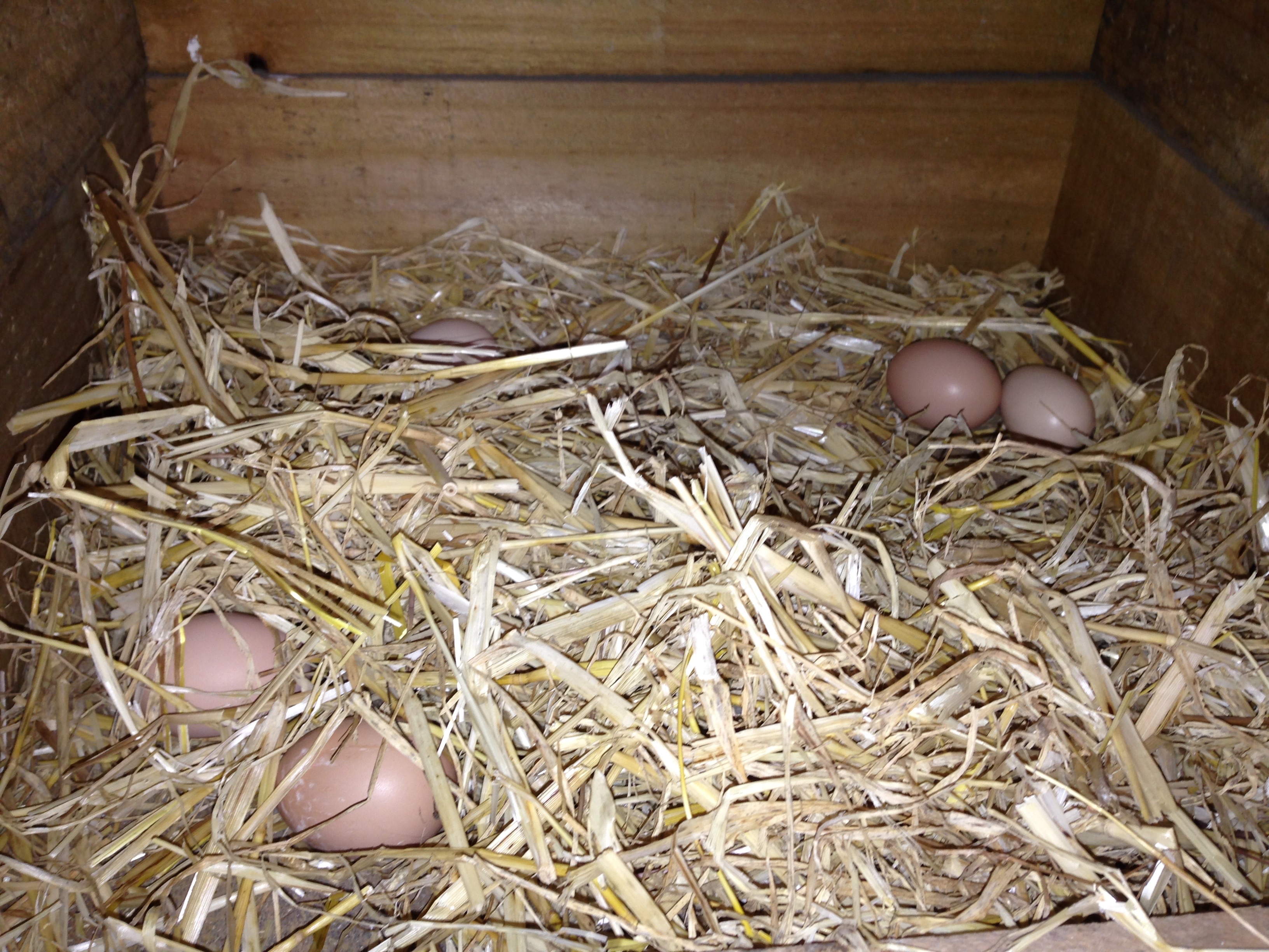 Our first eggs