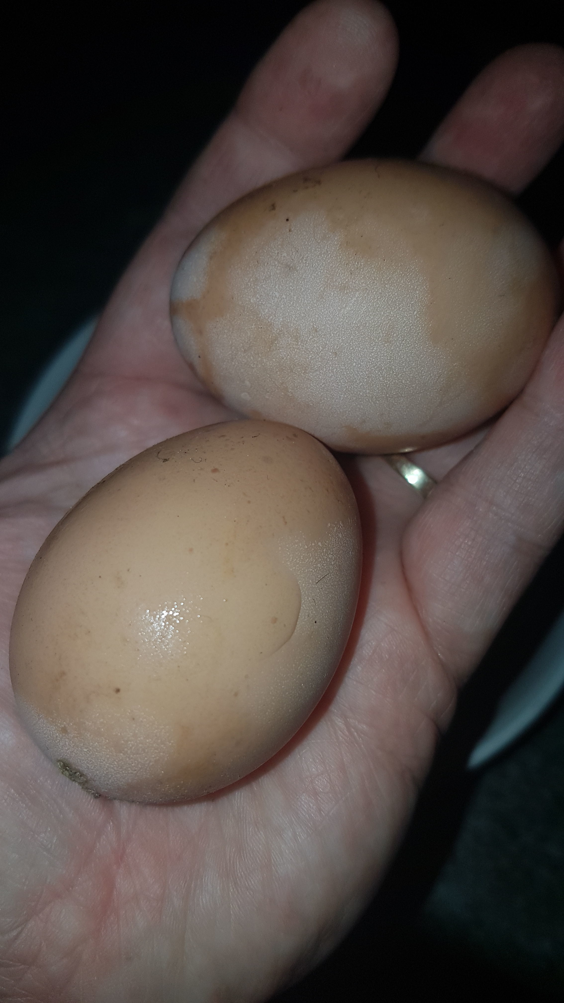 Our first eggs