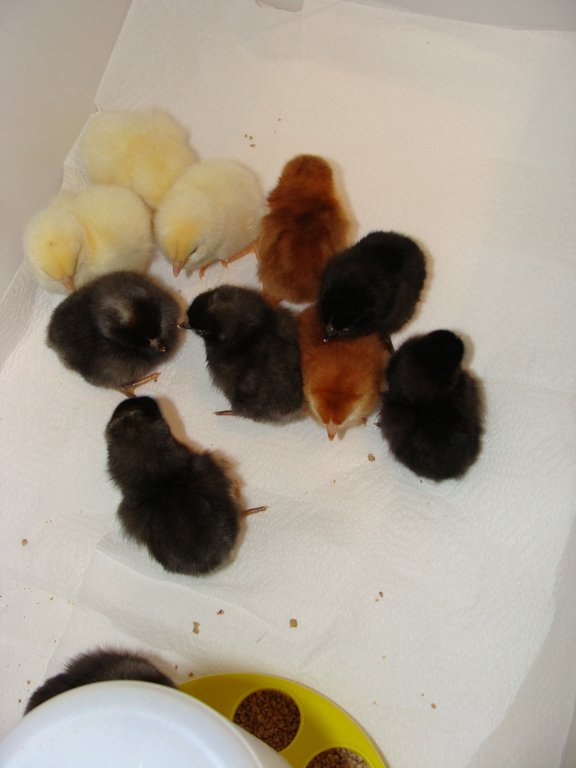Our first feathered babies.