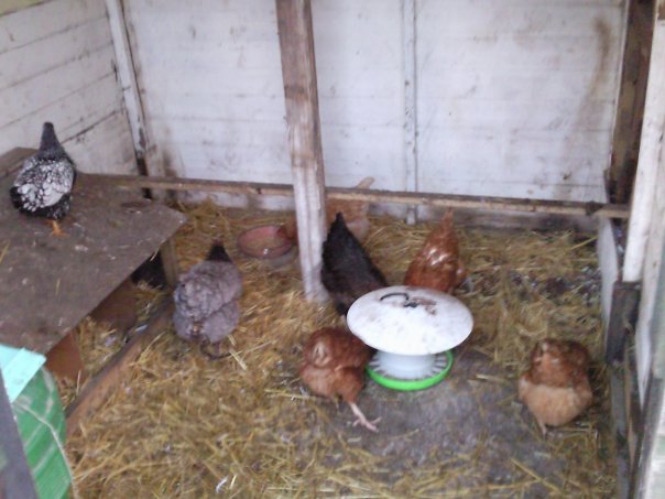 Our first flock!