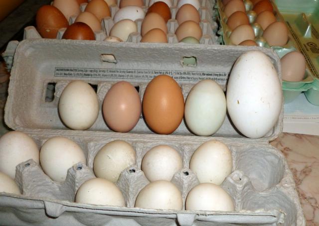 Our first goose egg on the far right: Beside chicken eggs for comparison.