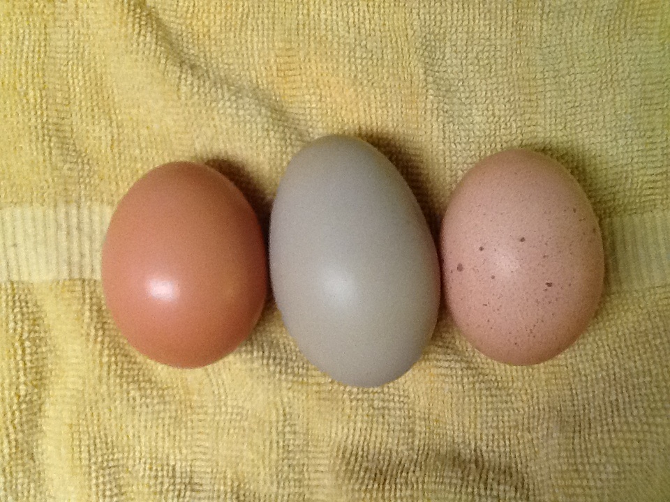 Our FIRST green egg on Christmas Day! My girls are wonderful!