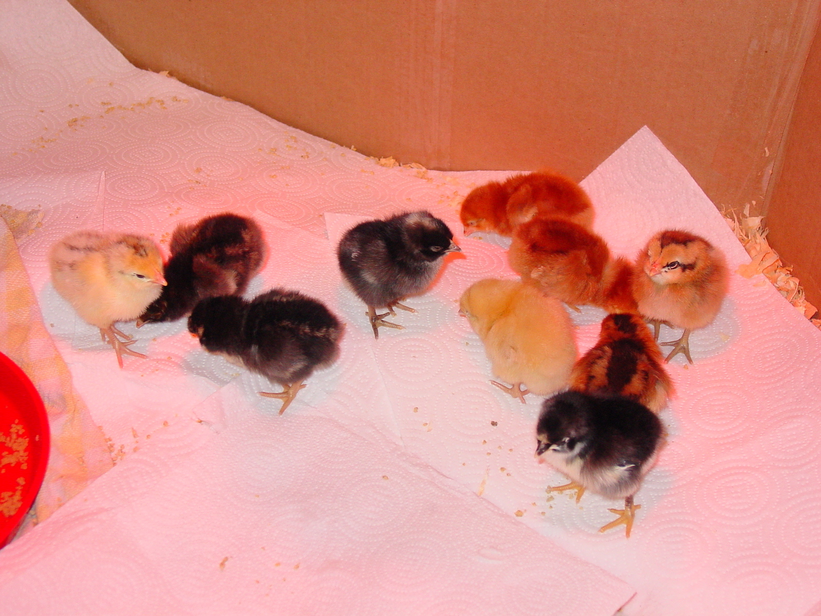 Our first group of baby chicks ever. Yolk-O and Hazel are still with us.