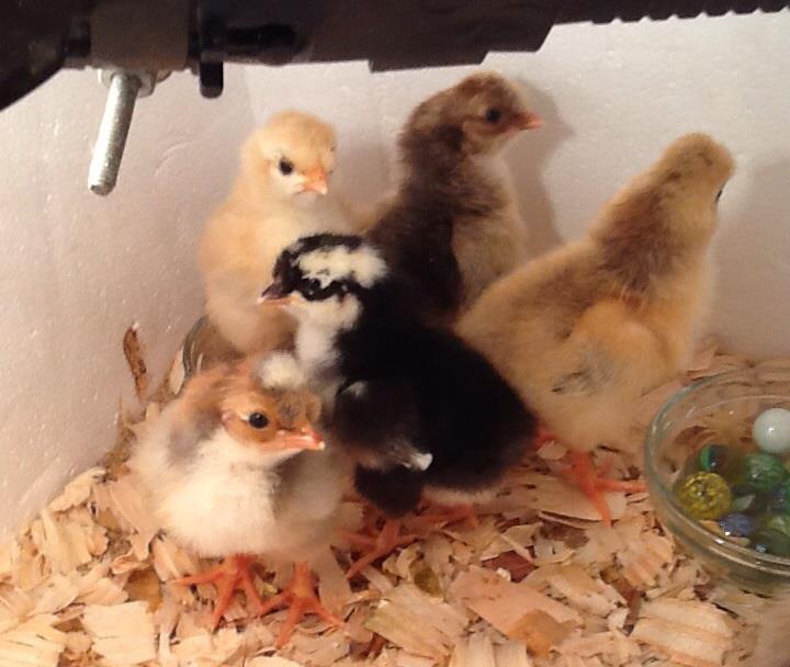 our first group of Swedes! They are so gentle and friendly!