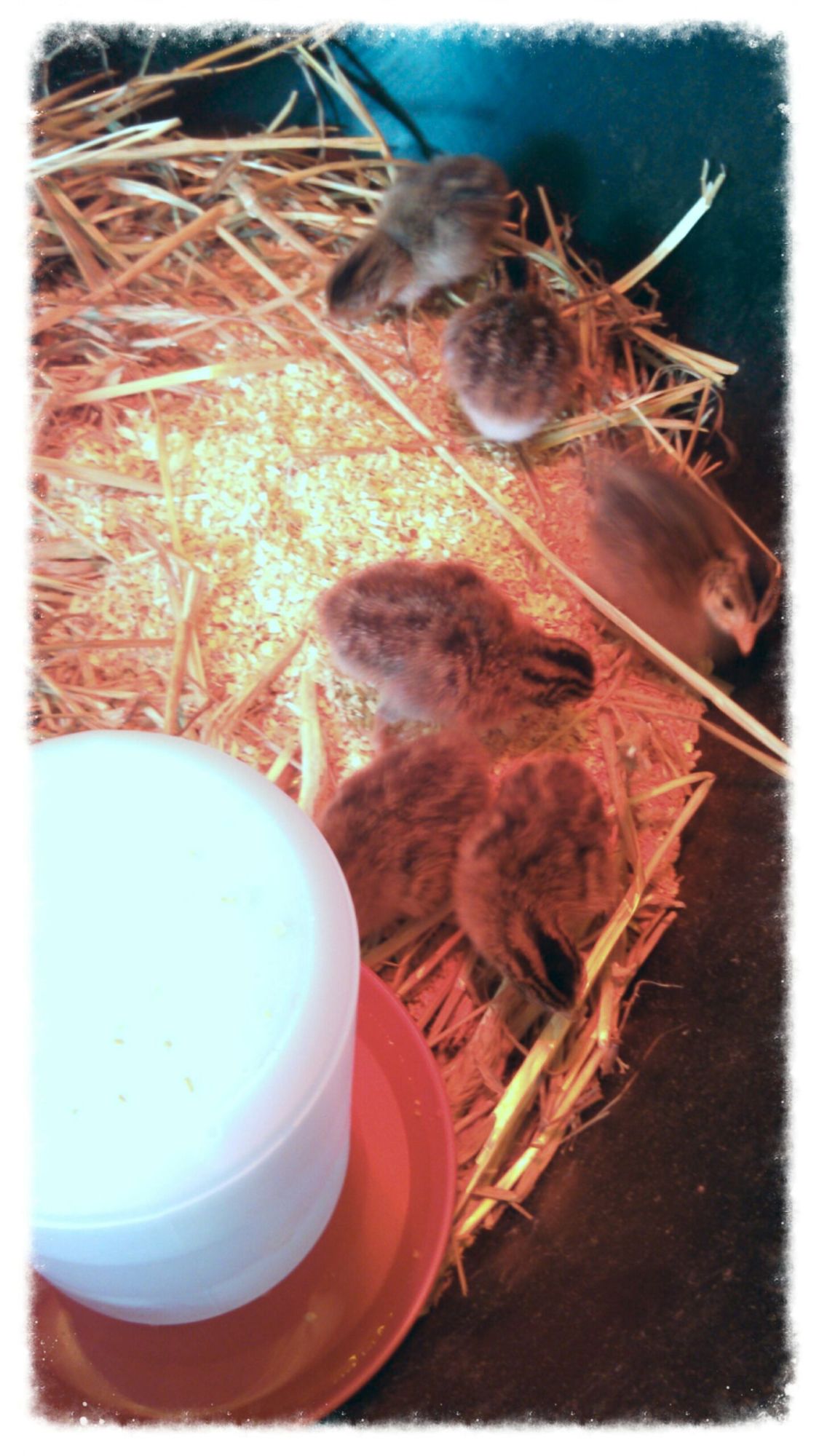 Our first guinea hens. These are 2 days old!