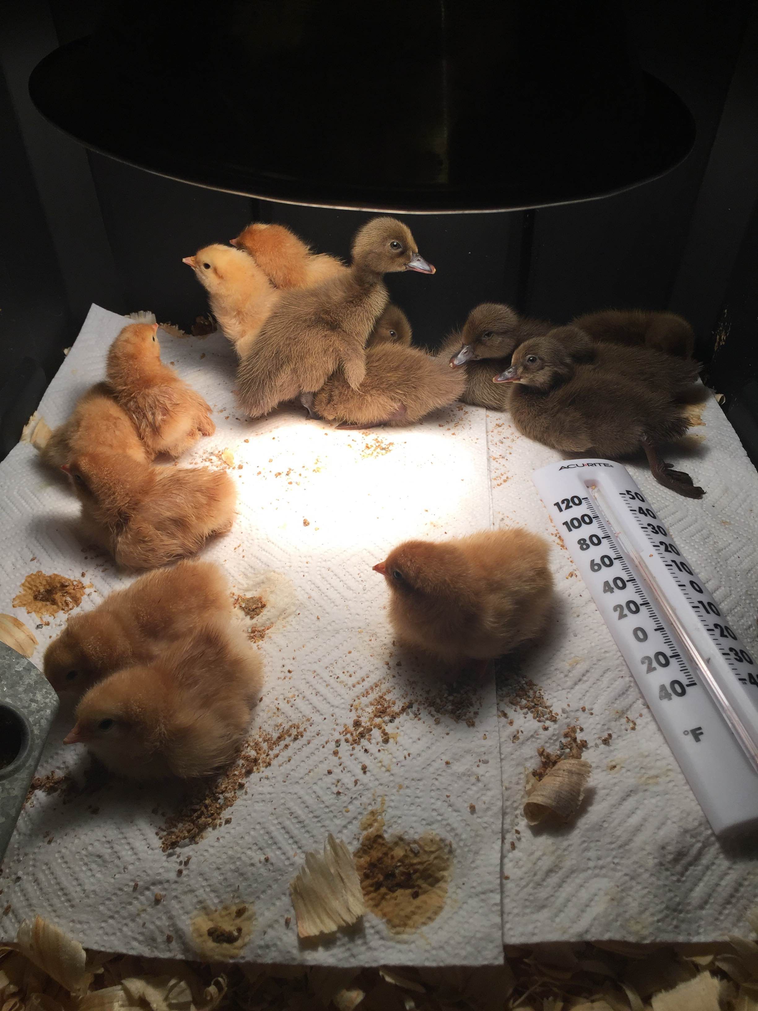 Our first hatch of 2016 on 1-11 thru 1-13