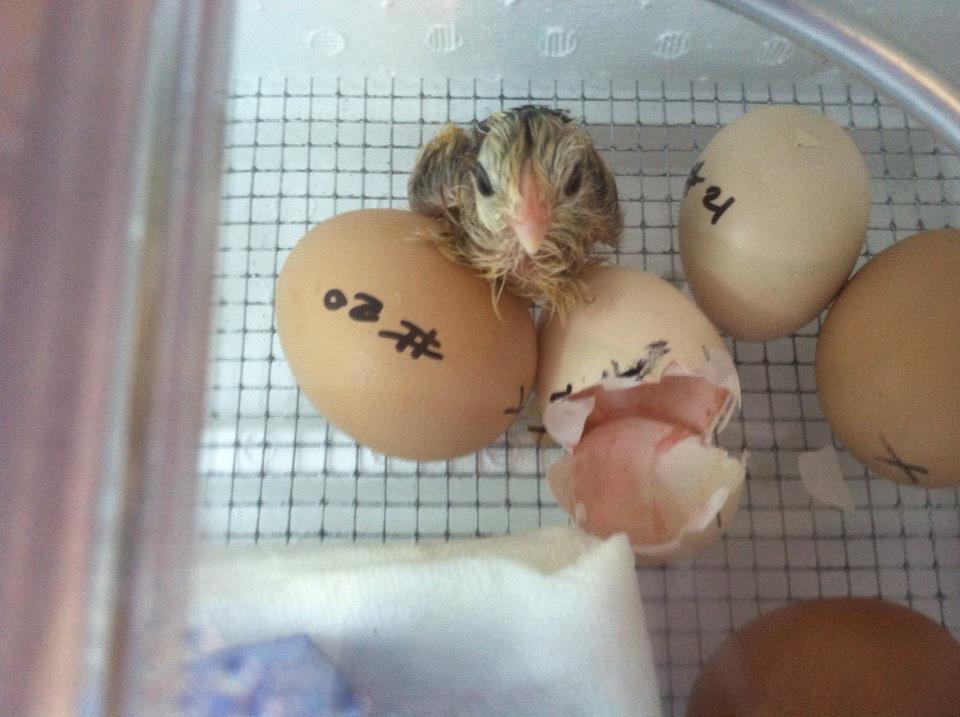 Our first hatch