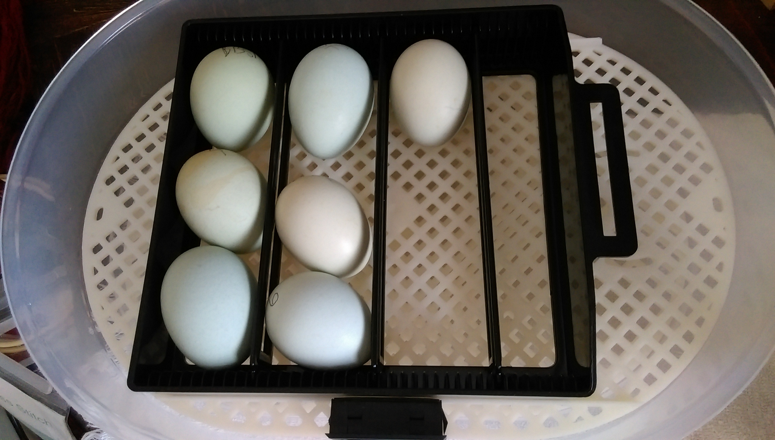 Our first hatching eggs! Blue Favaucana from MyPetChicken. One was not fertile. Two had bad horseshoe shaped air sacks. All but two died at different stages of incubation. #5 and #7 hatched, but #7 had crossed beak and only one eye  #5 is growing strong!