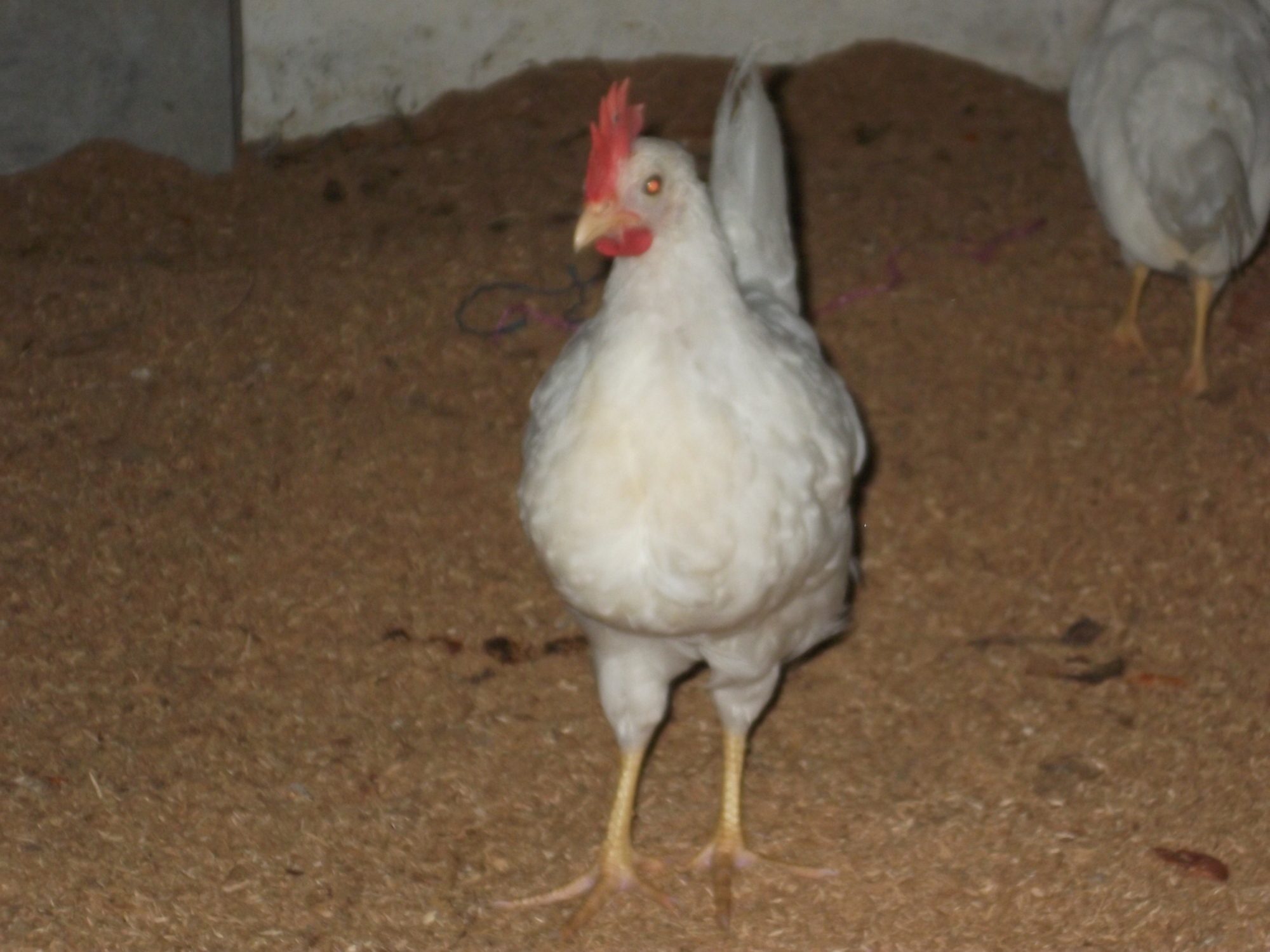 our first Hatching in this project