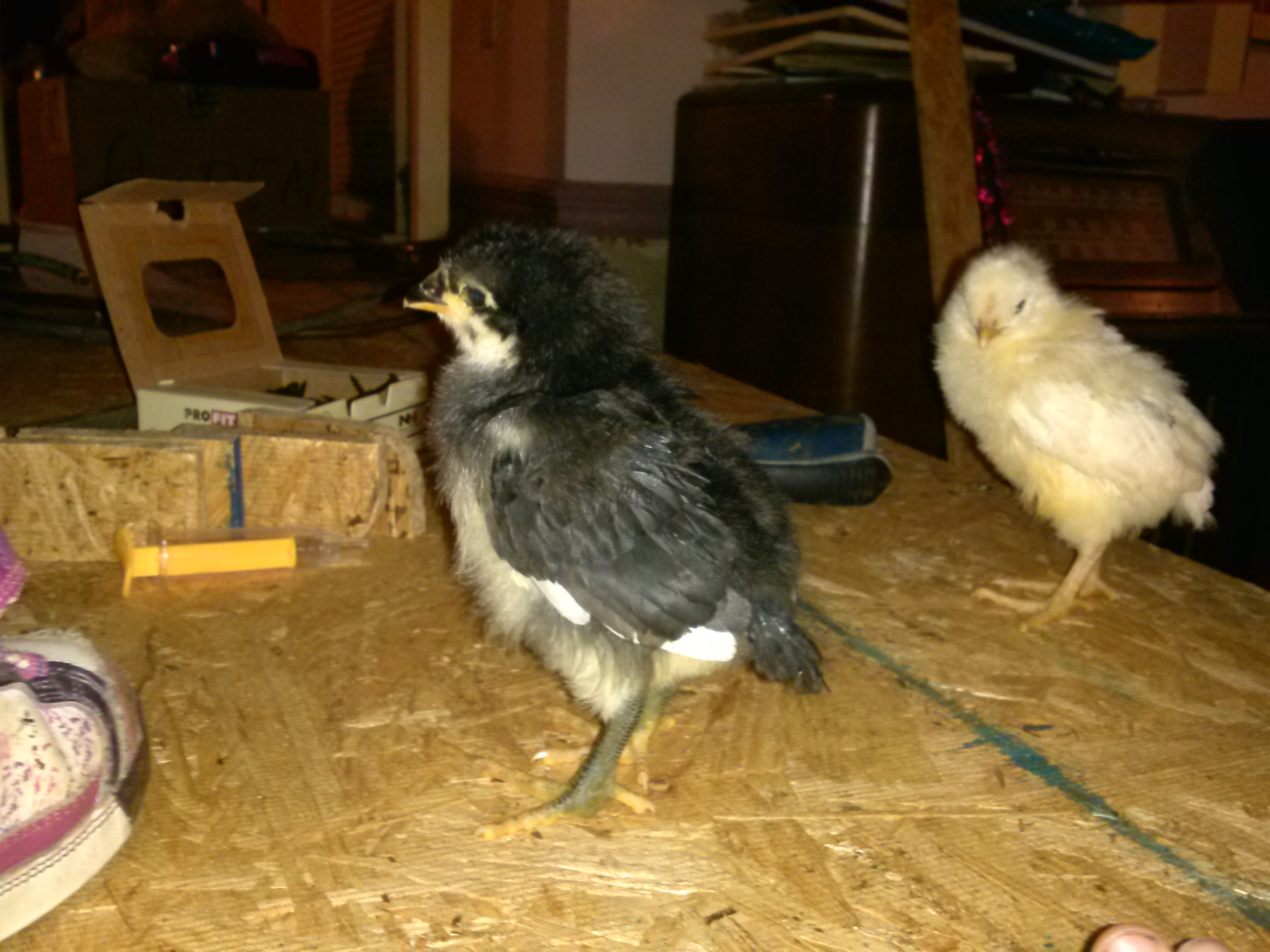 Our first hatchings at 2 weeks.