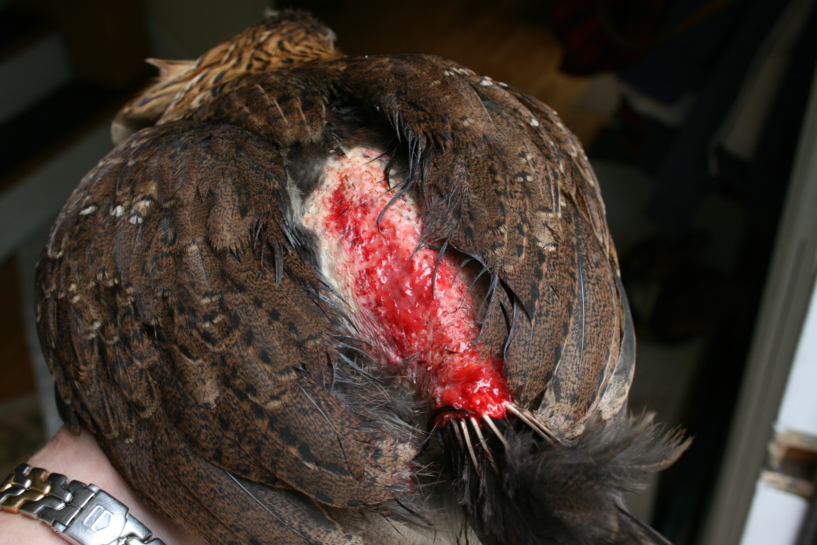 Our first injury, one of our araucauna's at 5 weeks old...we feel it was a result of the brooder getting too crowded.  So, after treating the wound with blue kote and some antibiotic cream, we split up the chicks into two separate large dog crates.  It worked out perfect and bought us the time we needed until we could complete the coop and move them all out there.  We did allow them to still recongregate together almost every day in their outside "playpen", that way the flock stayed cohesive, and we didn't have to worry about reintegrating them again once they moved to the coop.