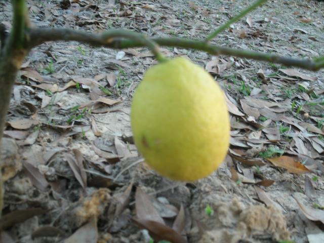 Our first lemon.