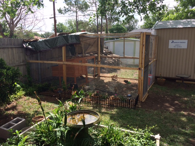 Our first little coop and run.  We quickly realized this small coop wasn't going to be big enough for 6 hens so we decided to build a bigger one plus add on more run space.