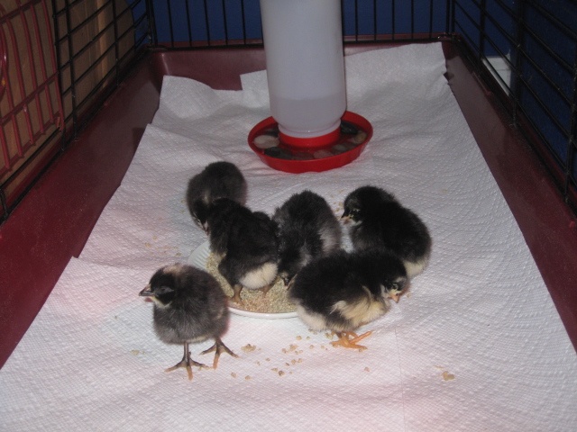 Our first little peeps ever! So far so good. They are happy, healthy, and hilarious!!!!