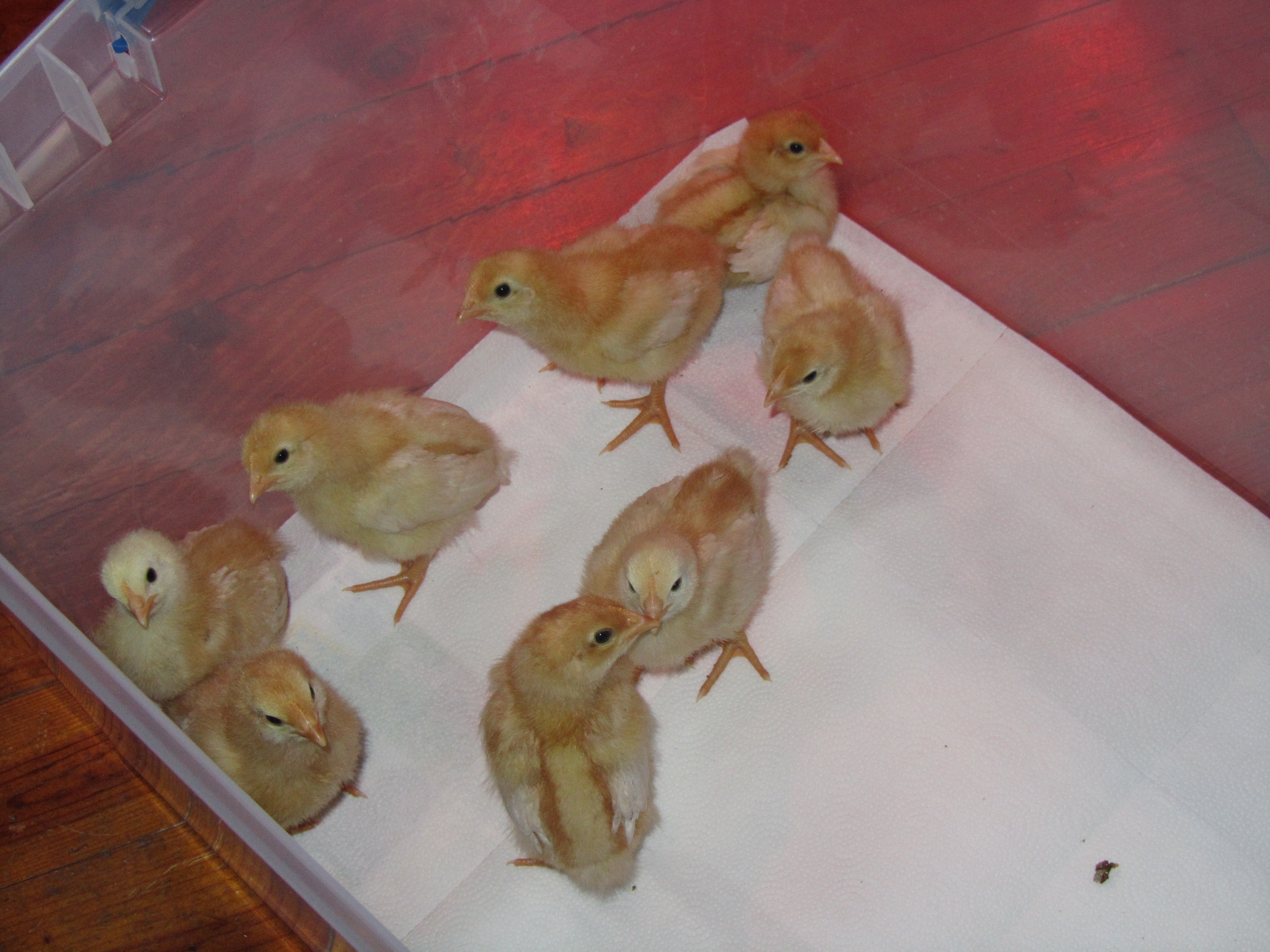 Our first meat birds - a "red" breed - not sure which.  Good for eggs and meat...