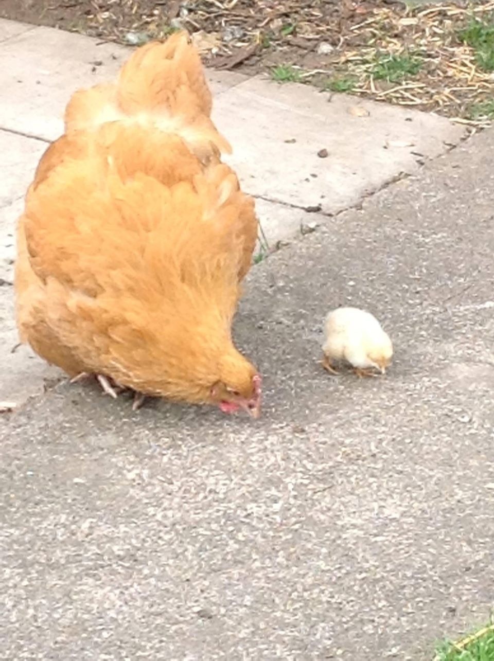 Our first mum Georgina and baby angie