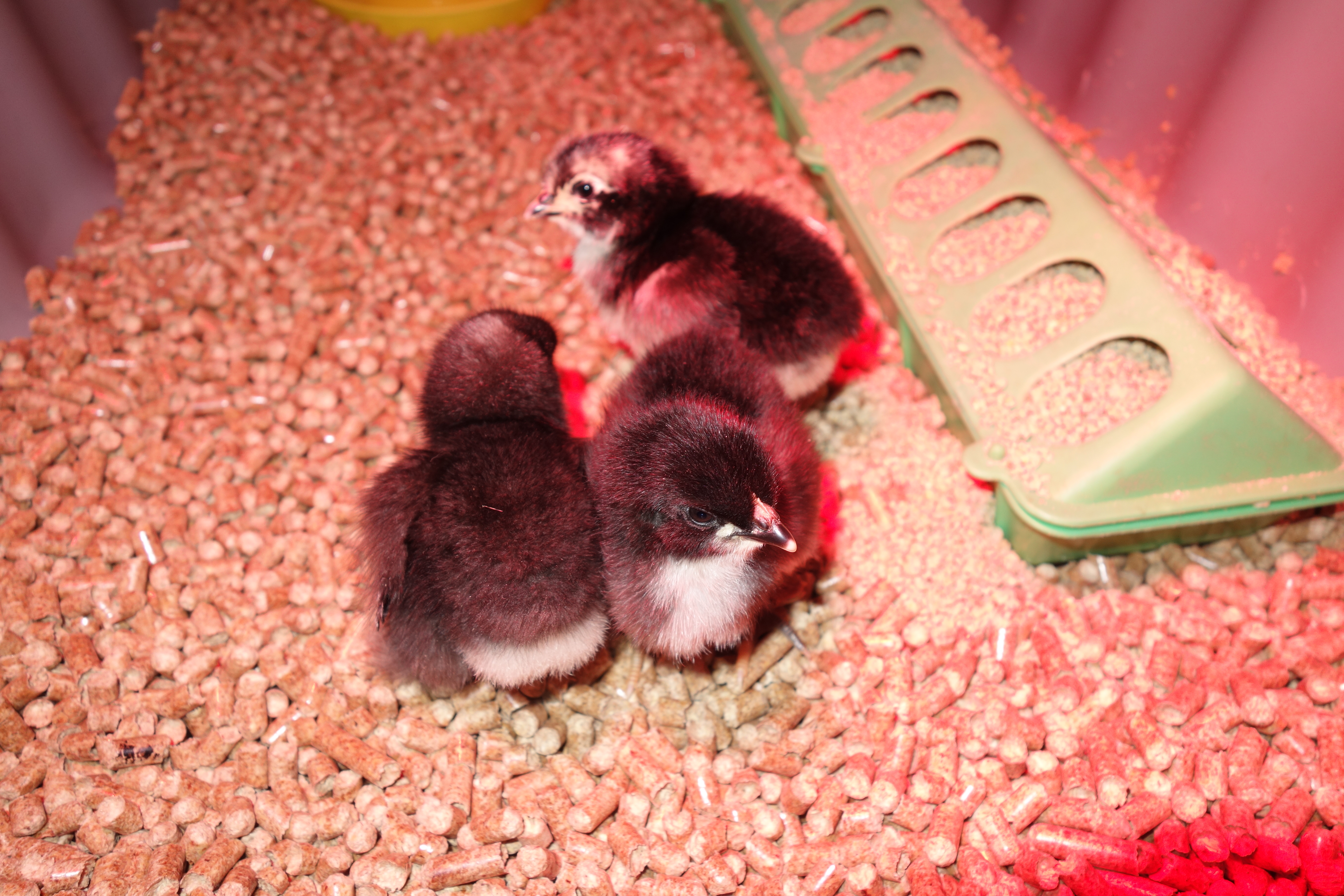 Our first new chicks of 2016, 2 Jersey Giants, Jo & Blue, and a Barred Cochin, Tilda, who we weren't planning on getting, but did anyway.