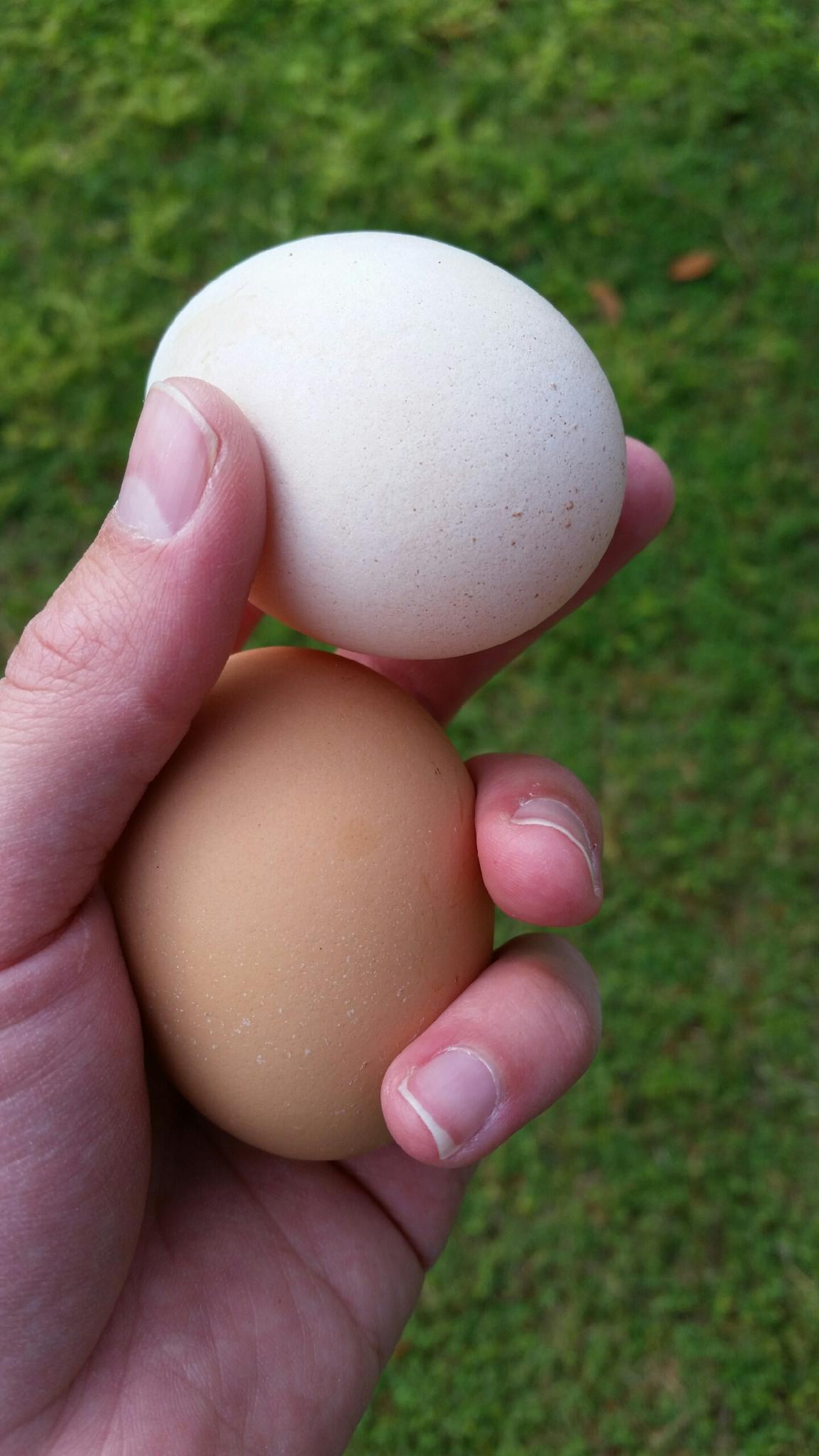 Our first odd egg out among our brown egg layers.