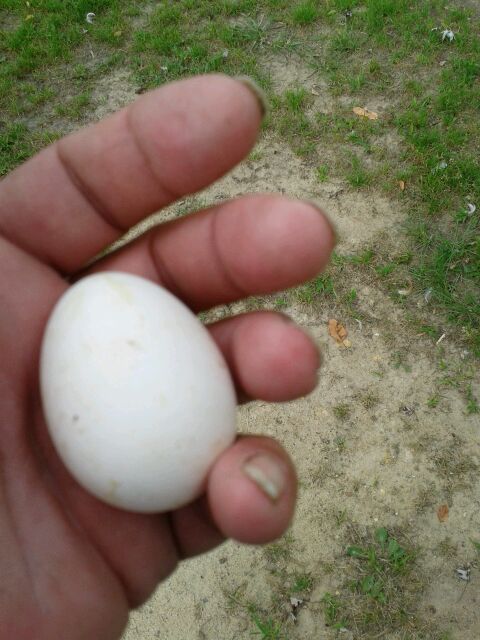 Our first one, now who layed it ?  Leghorn or Red Sexlink ??