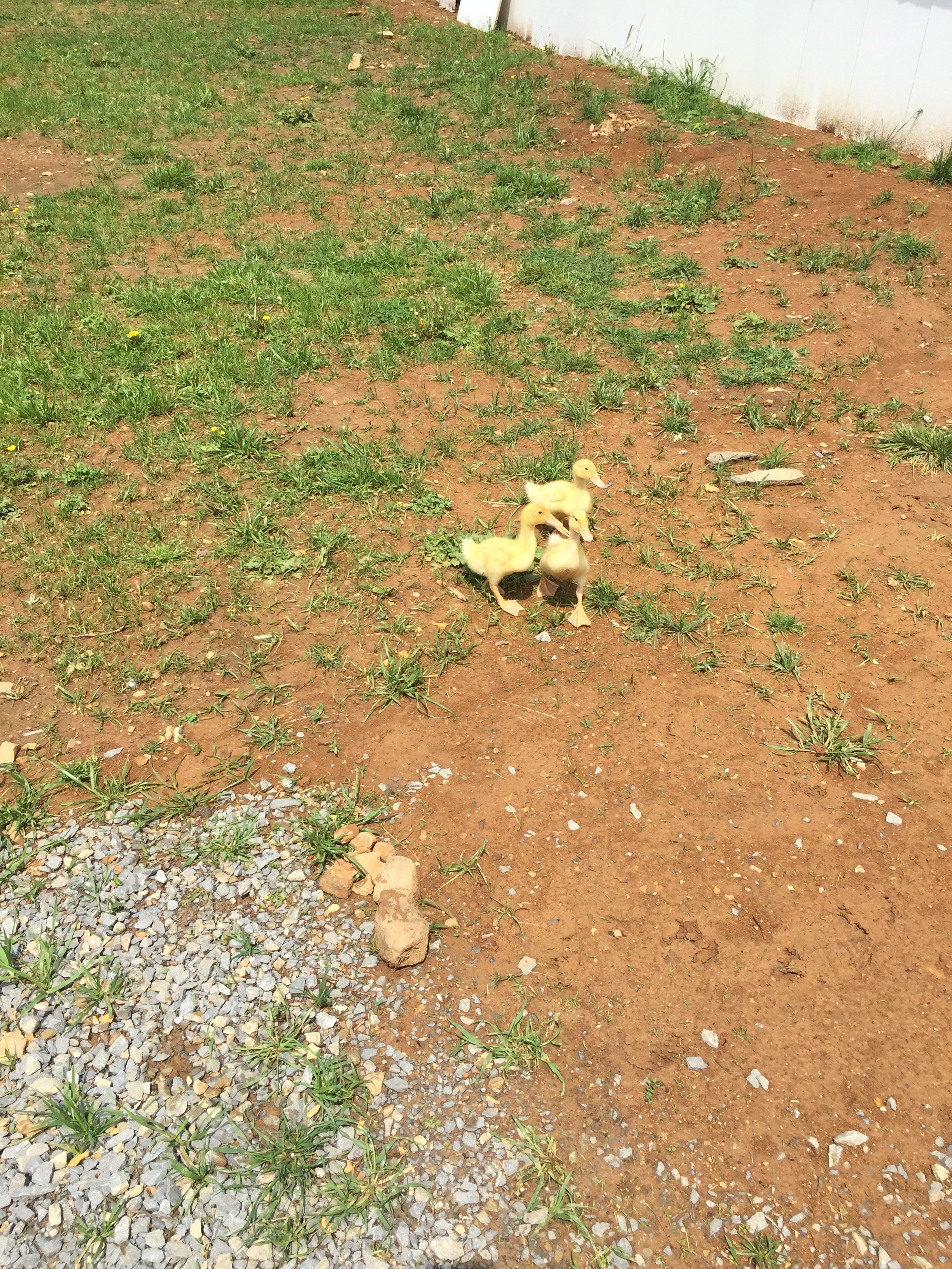 Our first Pekin Ducklings!