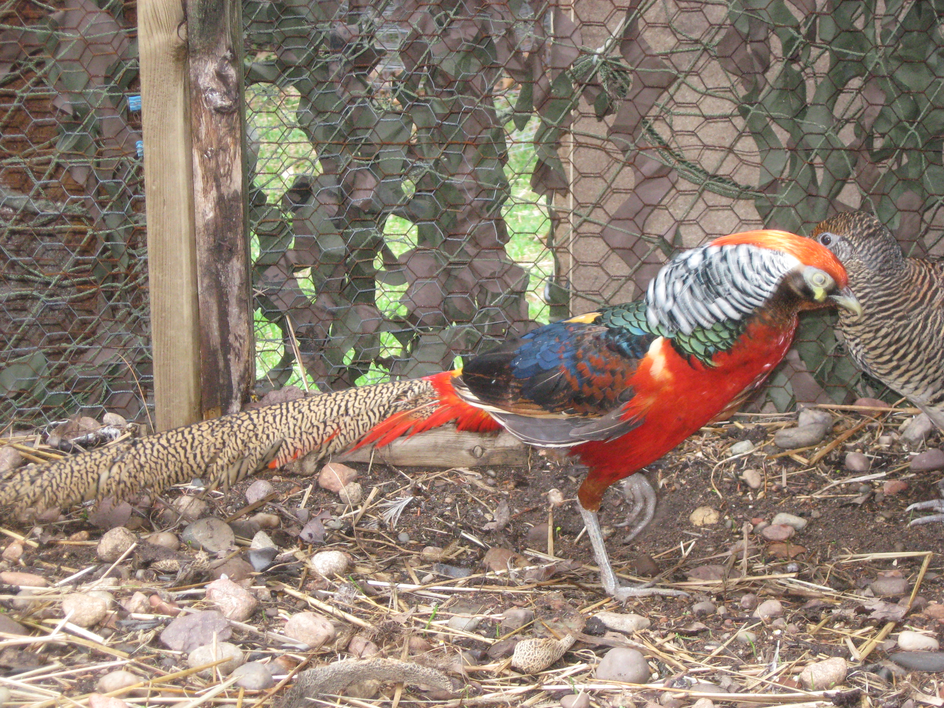 Our first pheasants - Marcus Aurelius and Cleopatra