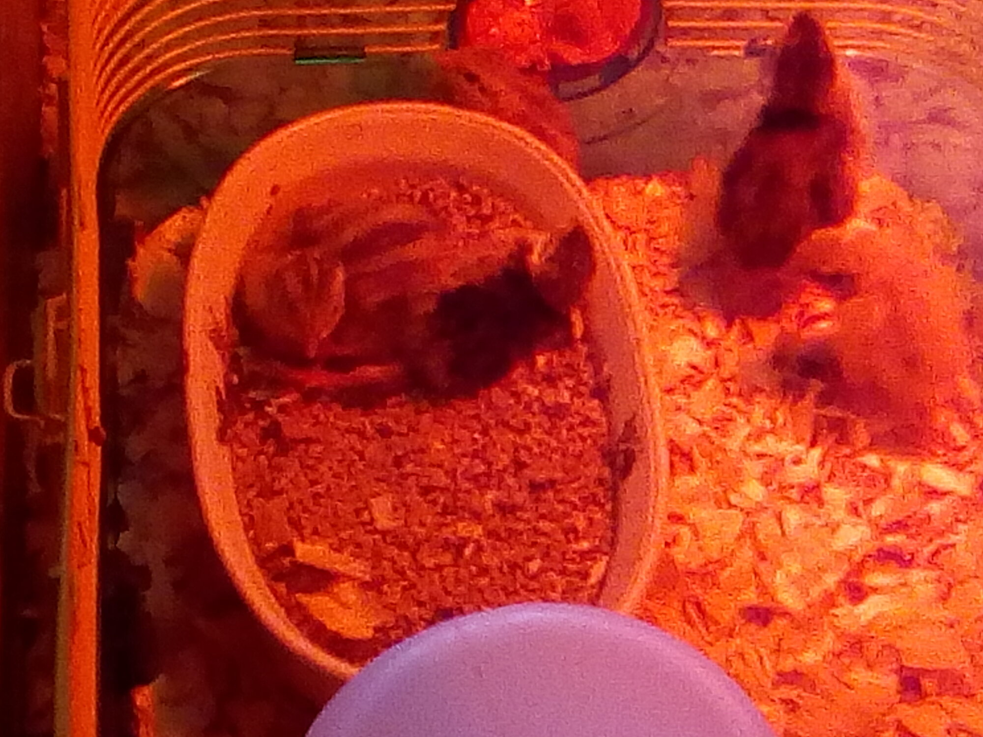 Our first quail