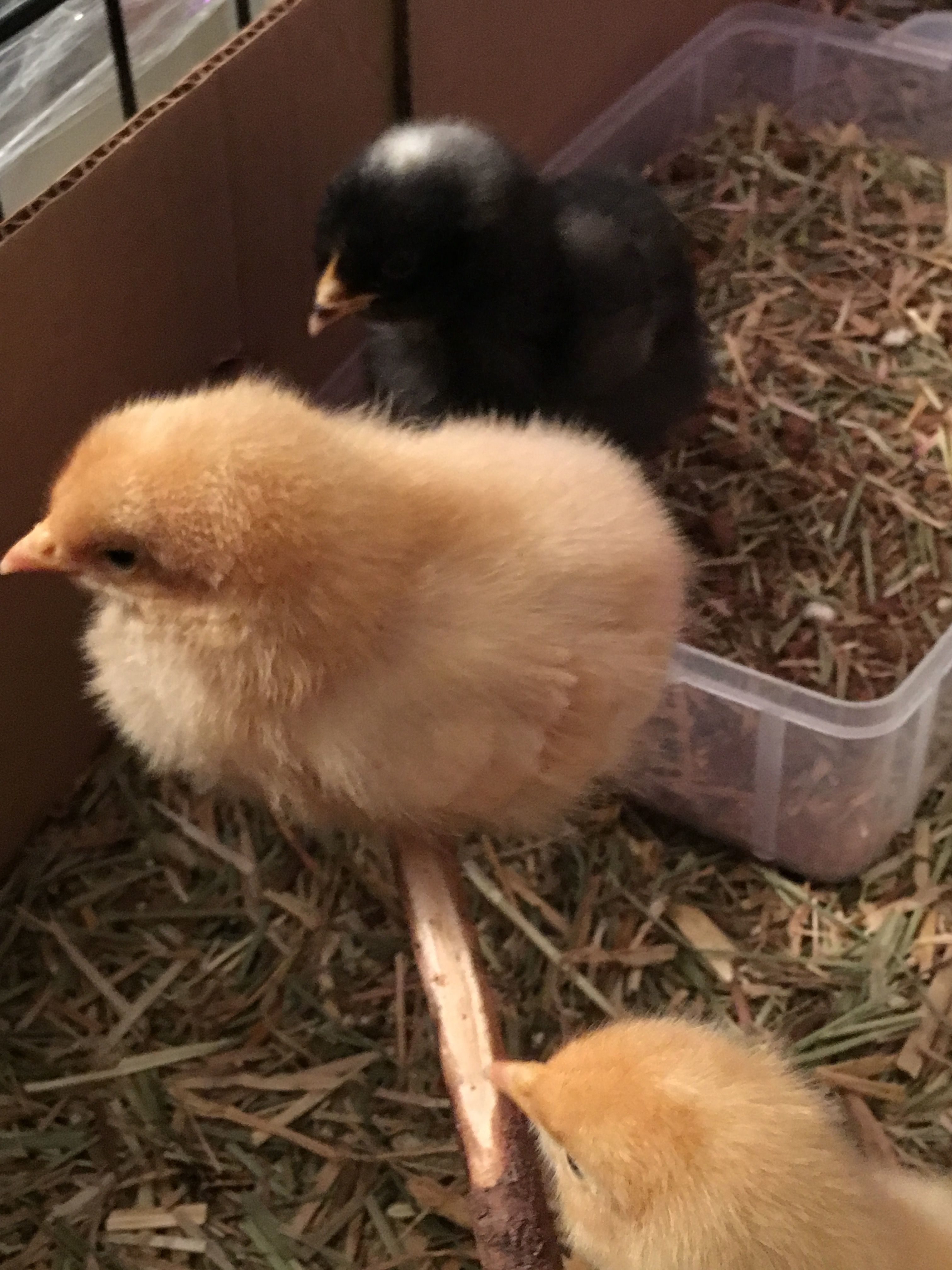 Our first roost