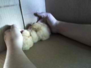 Our first set of chicks. Baby Buff Orpingtons. ):