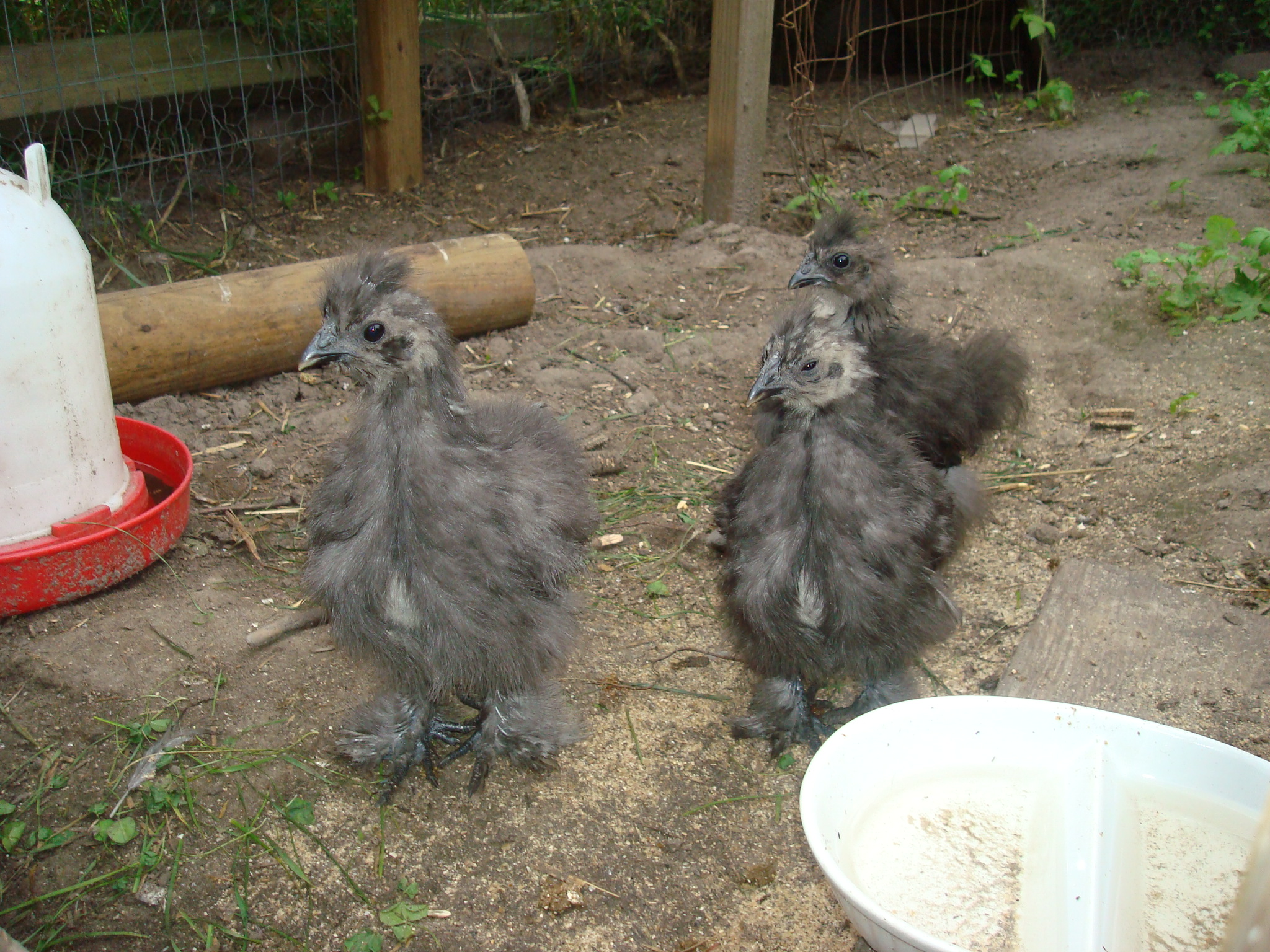Our first silkies, Milena, Struts, and Squats