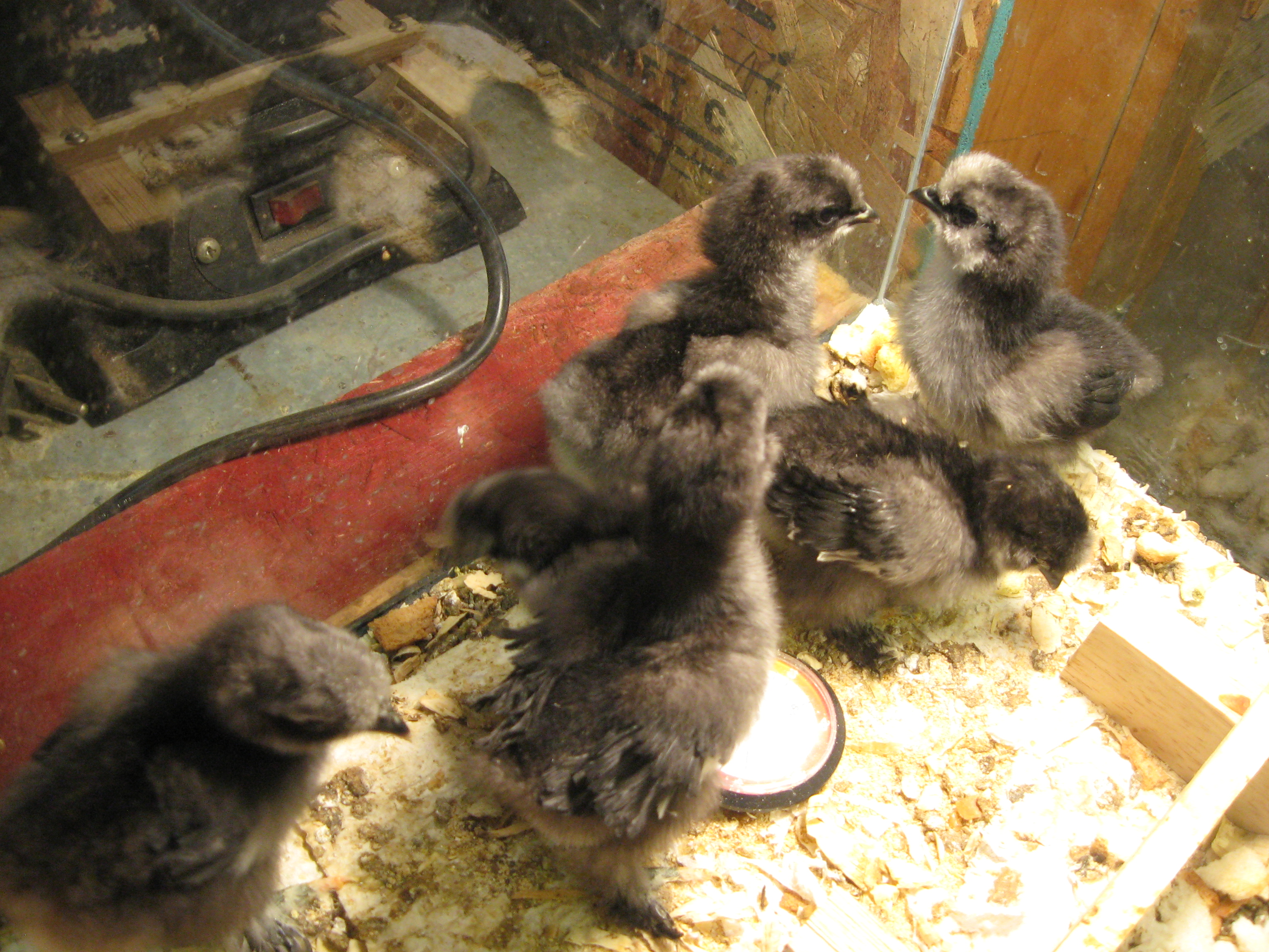 Our first six chicks from our chickens- had a friend incubate them.