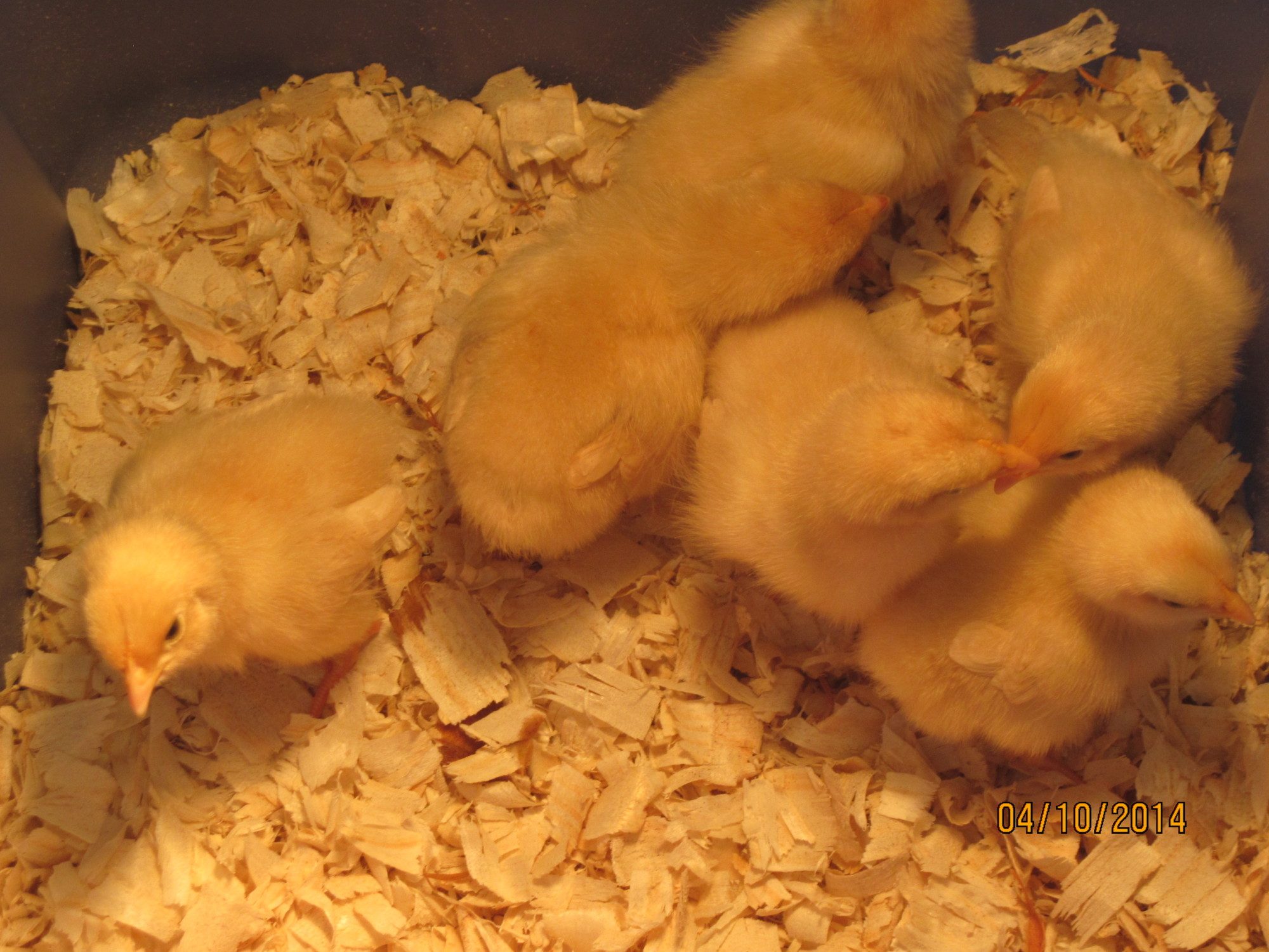 Our first try at raising chicks, Buff Orpingtons