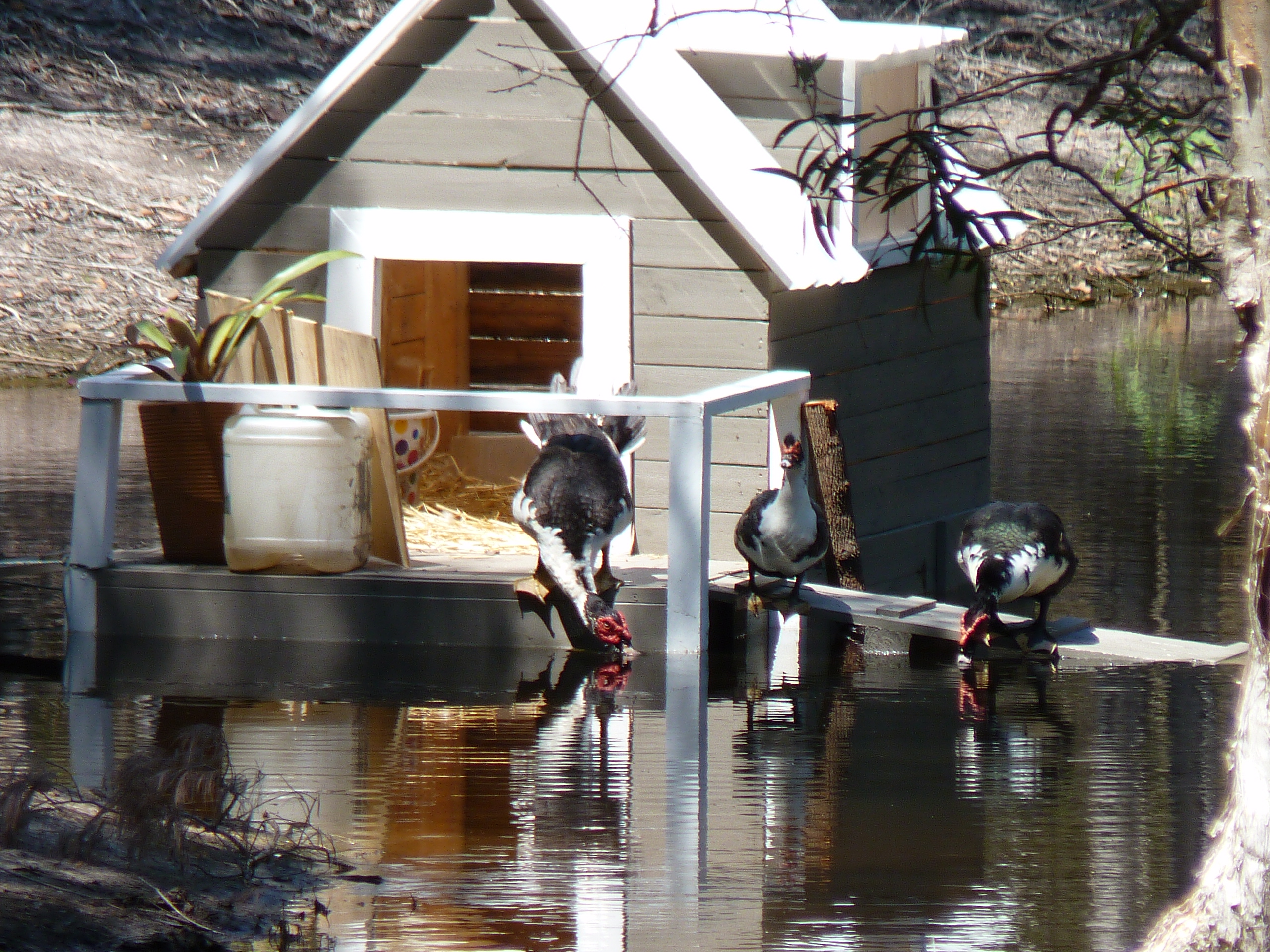 Our floating duck house my husband made for our dam, the only thing is how do you get the ducks to stay in the house and dam?