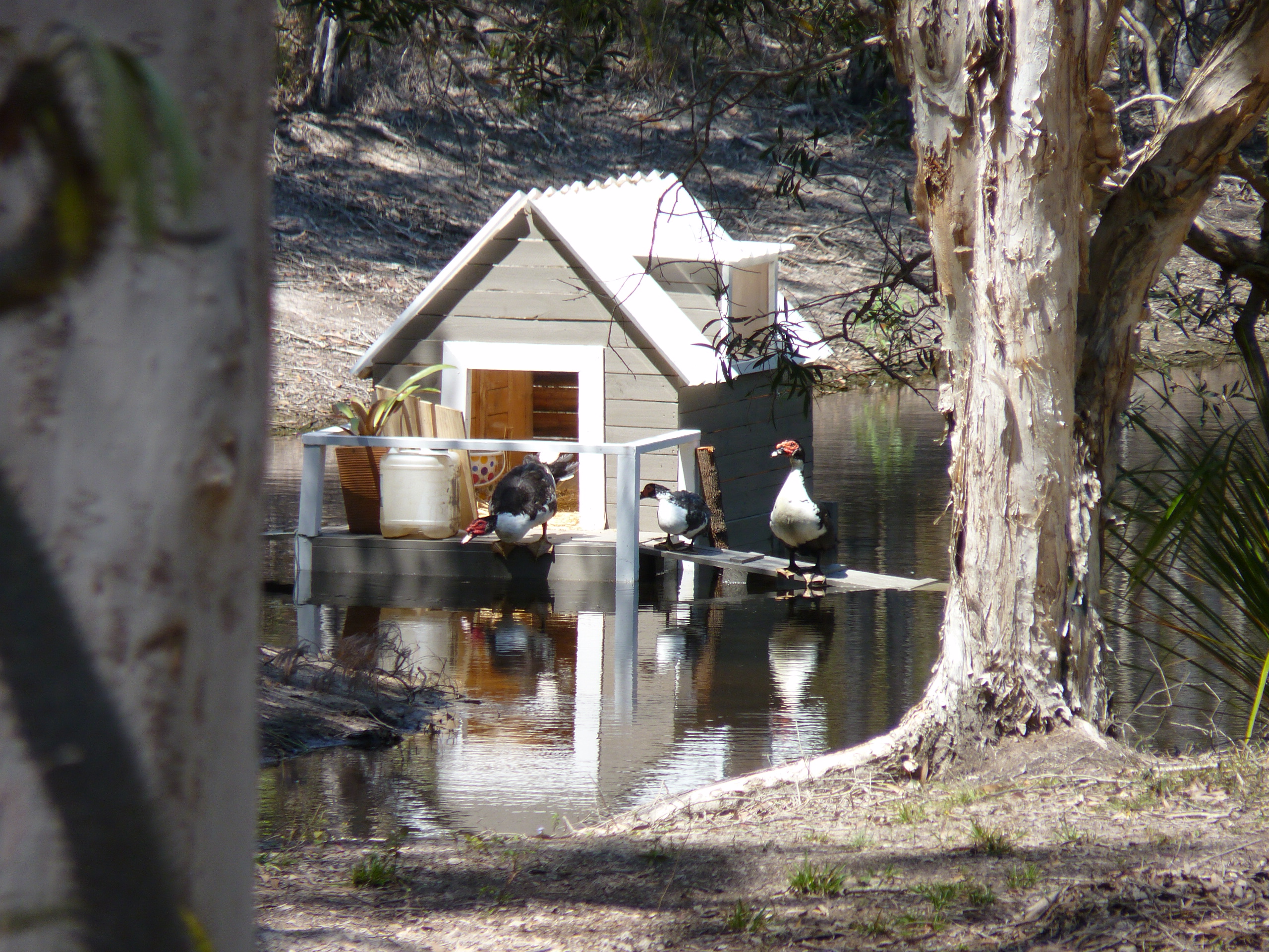 Our floating duck house!