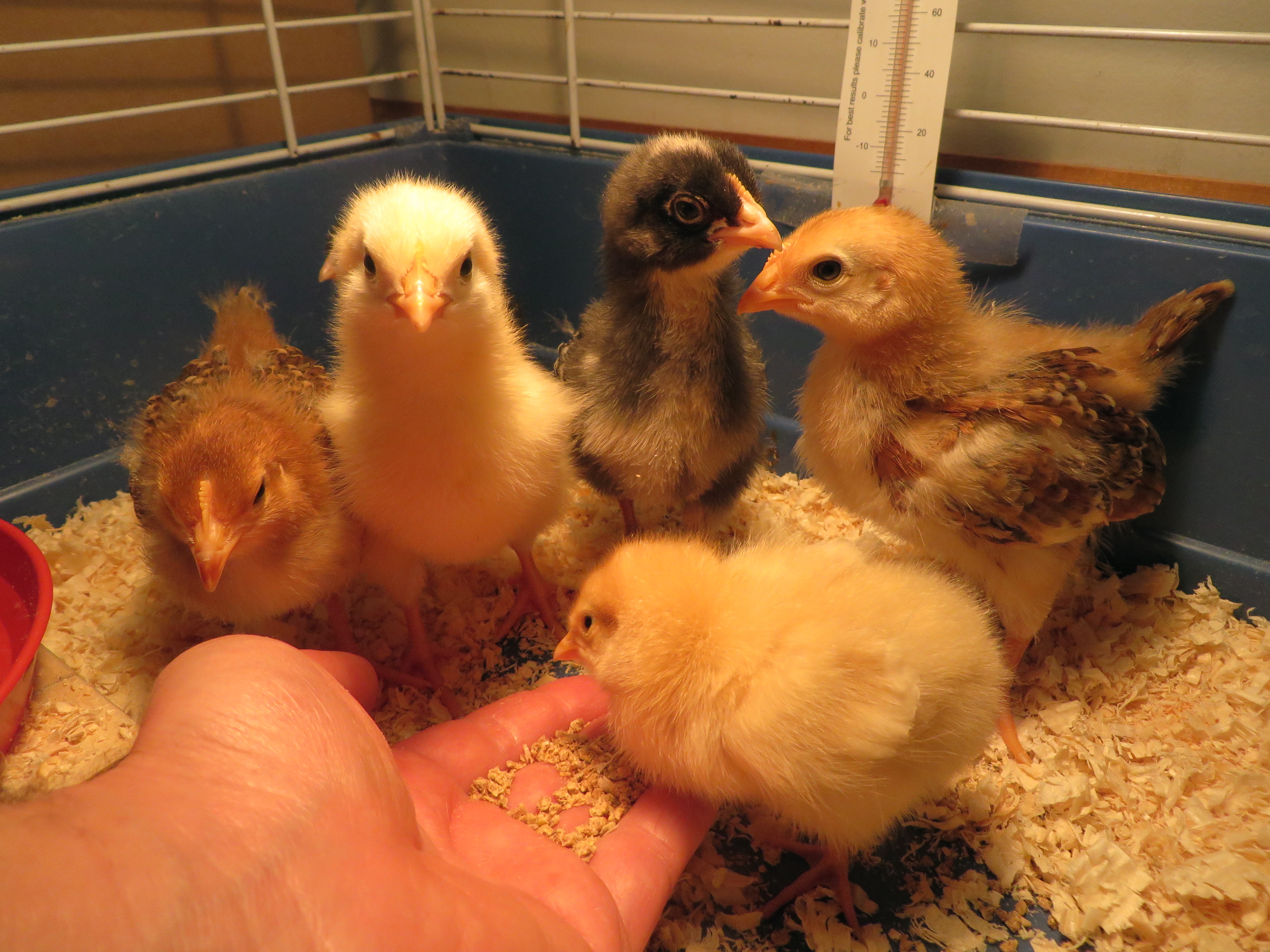 Our flock consists of two barred rocks, two buff orpingtons, and two Rhode Island reds. Here they were about 2.5 weeks old.