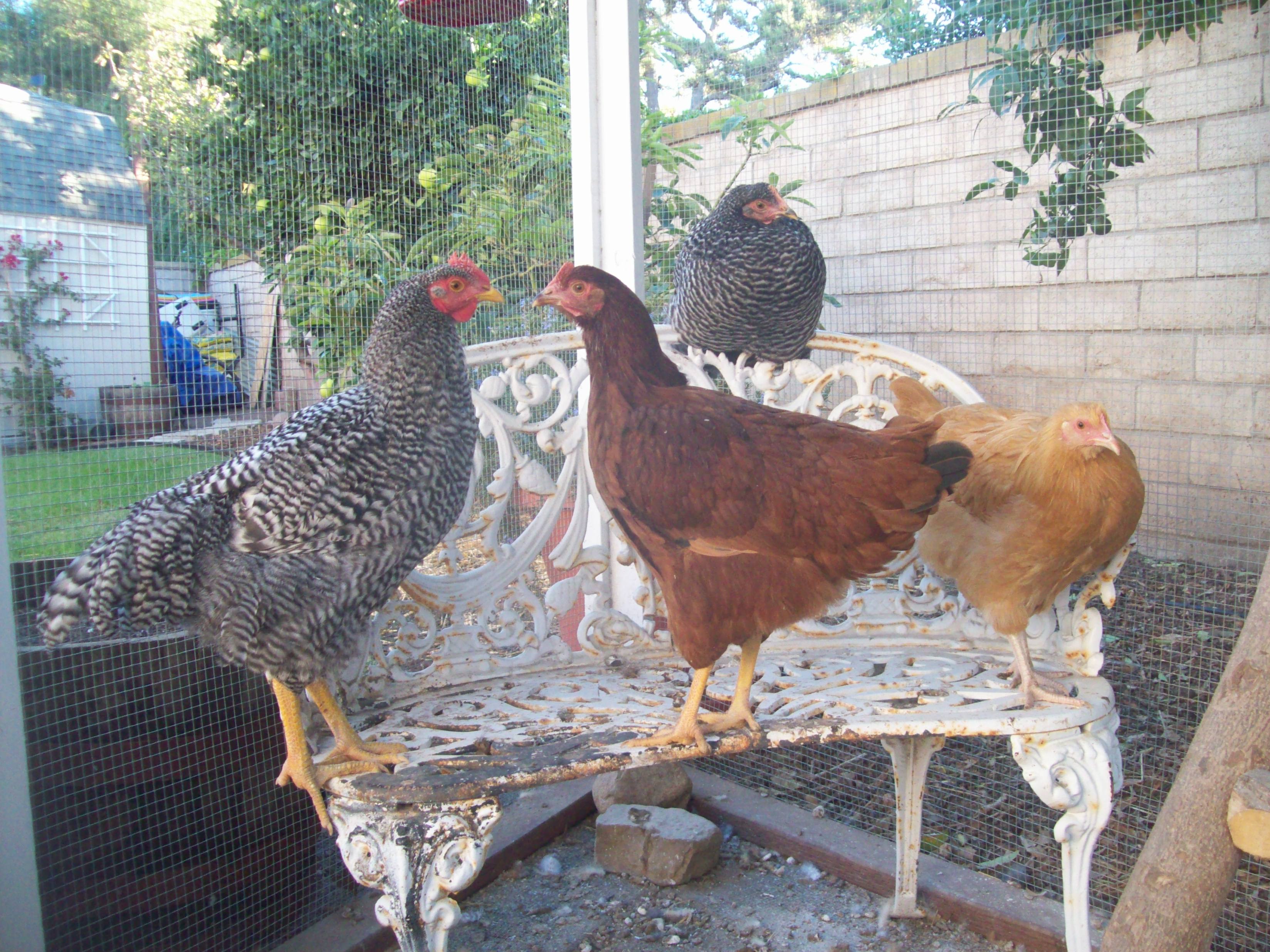 Our Flock! From left to right: Speckles, Barred Rock cockerel; Peep, Rhode Island Red pullet; Lady Lacey, Barred Rock pullet; Sunny, Buff Orpington pullet!!