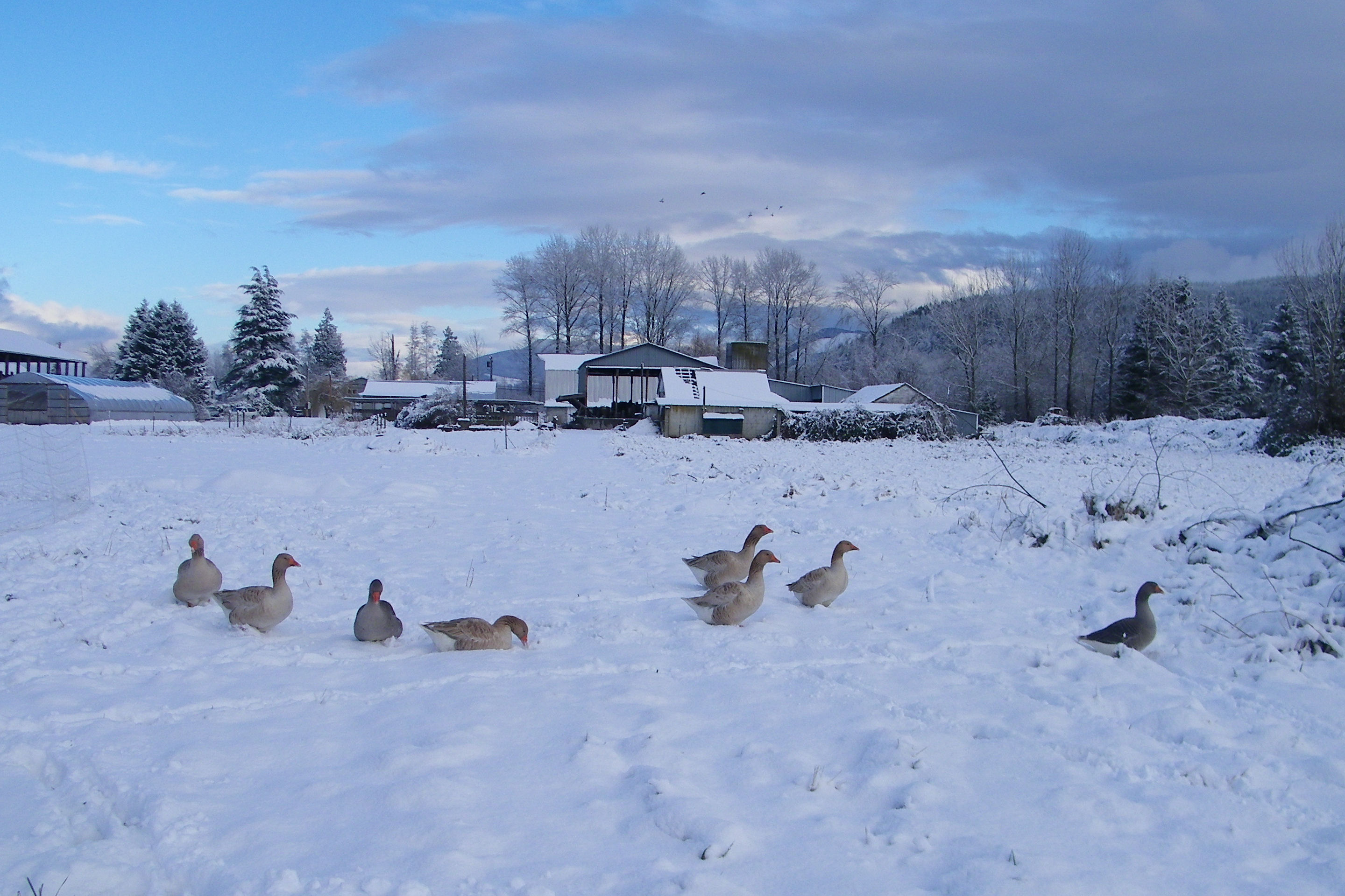 Our flock of 7 American Buff 10 month old geese, and our Toulouse pair.