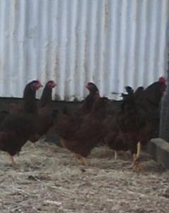 Our flock of reds