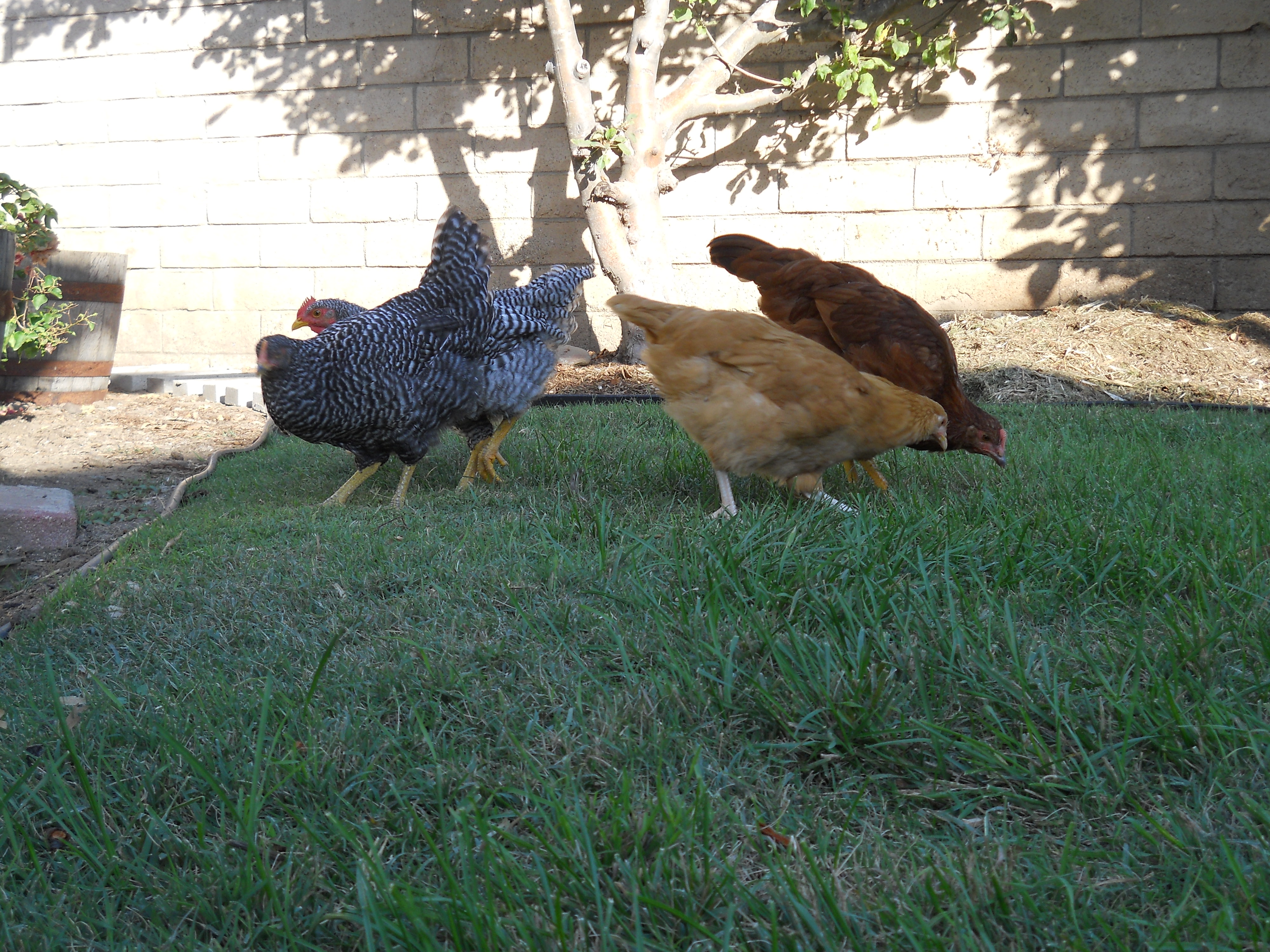 Our flock; Once again!