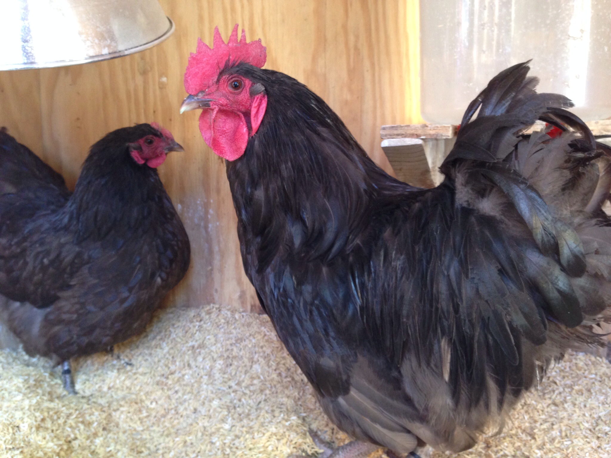 Our foundation pair of Bantam Chocolate Orpungtons
