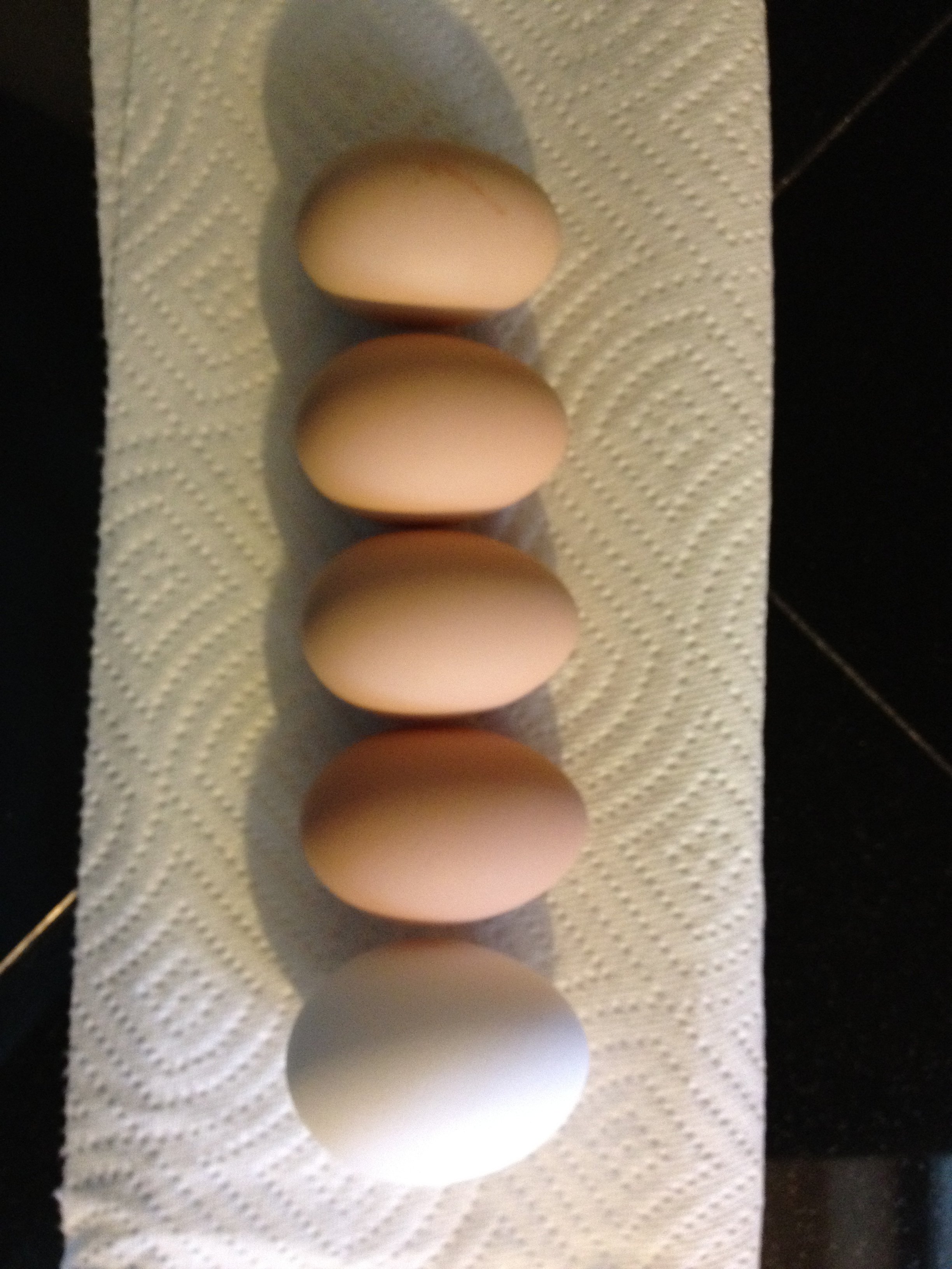 Our four first eggs compared to a store bought egg.