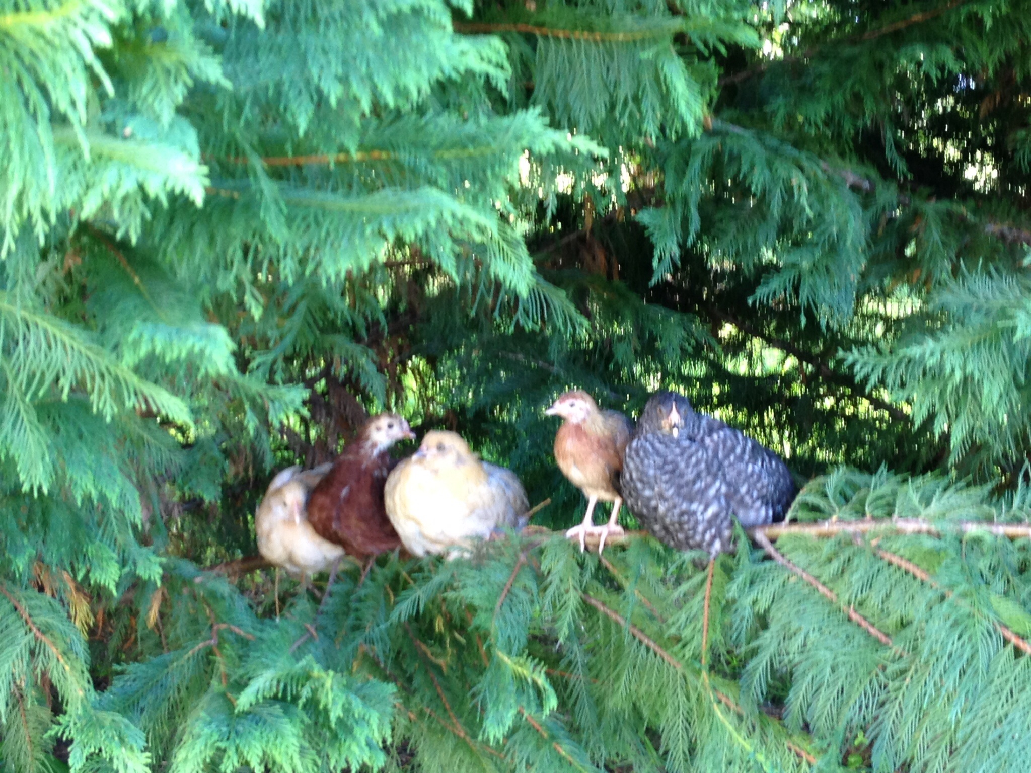 Our free range backyard baby chicks having a gossip festival.  The move to their backyard coop before sunset!