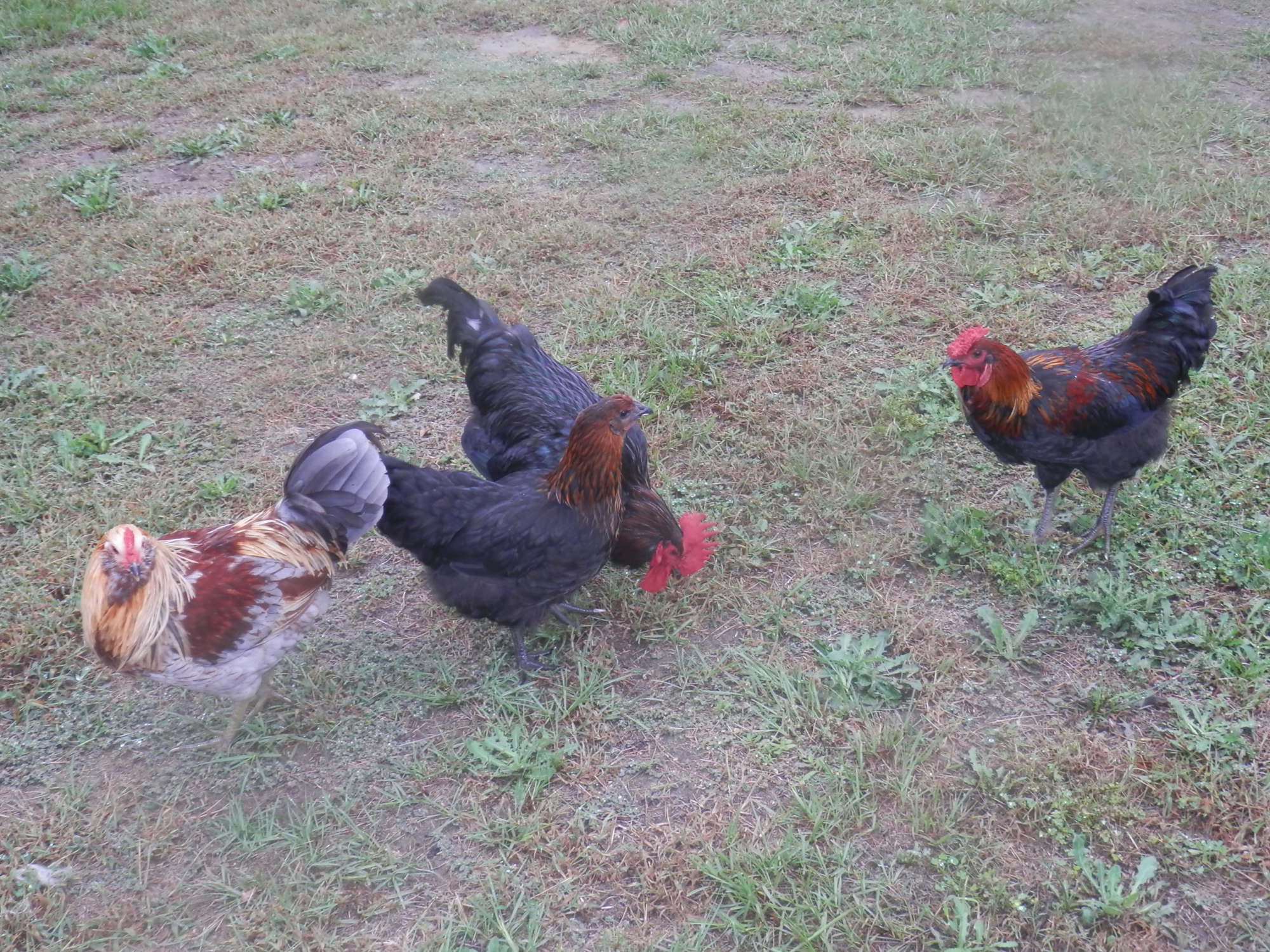Our free range chickens.