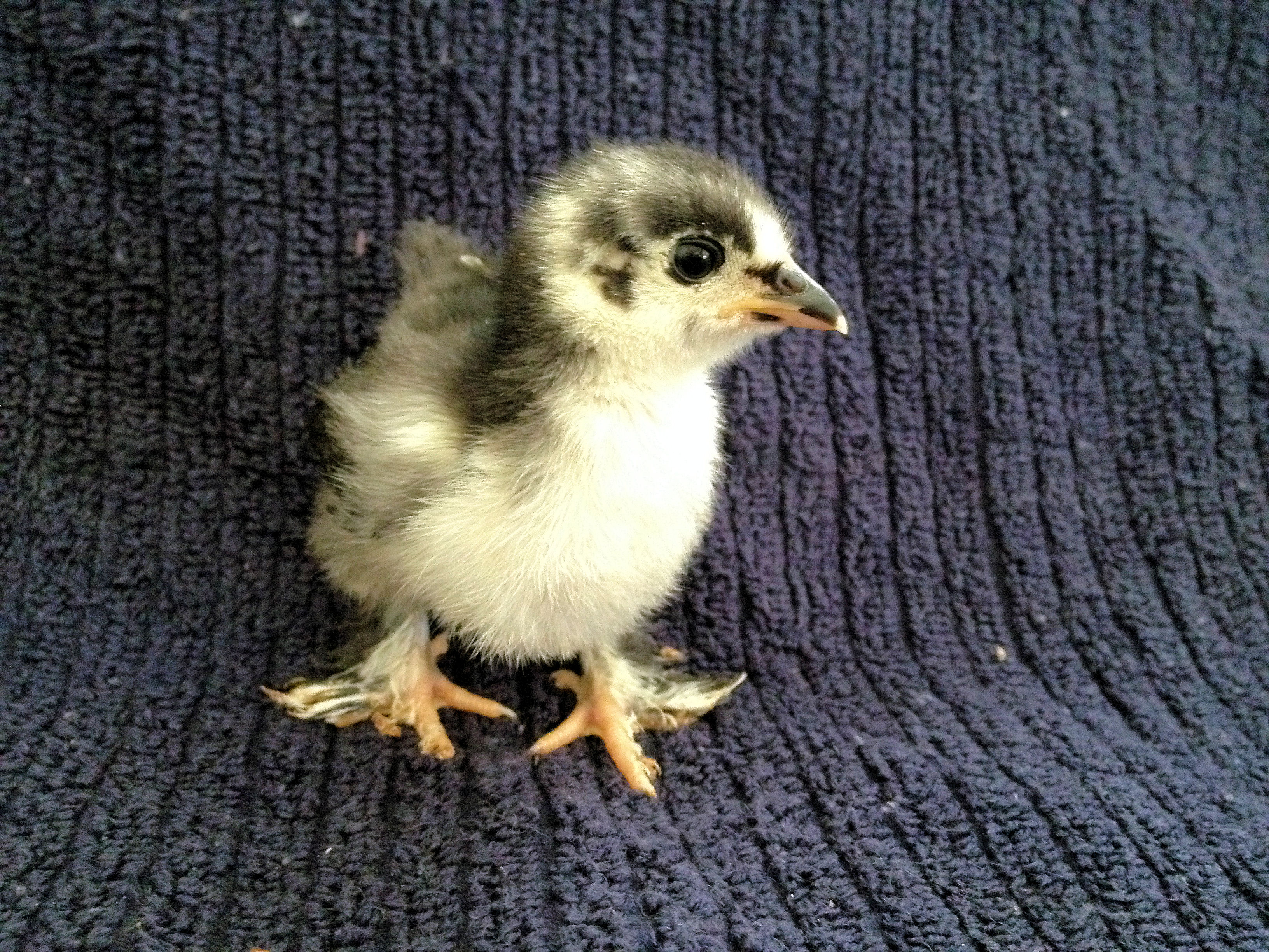 Our Frizzle #2