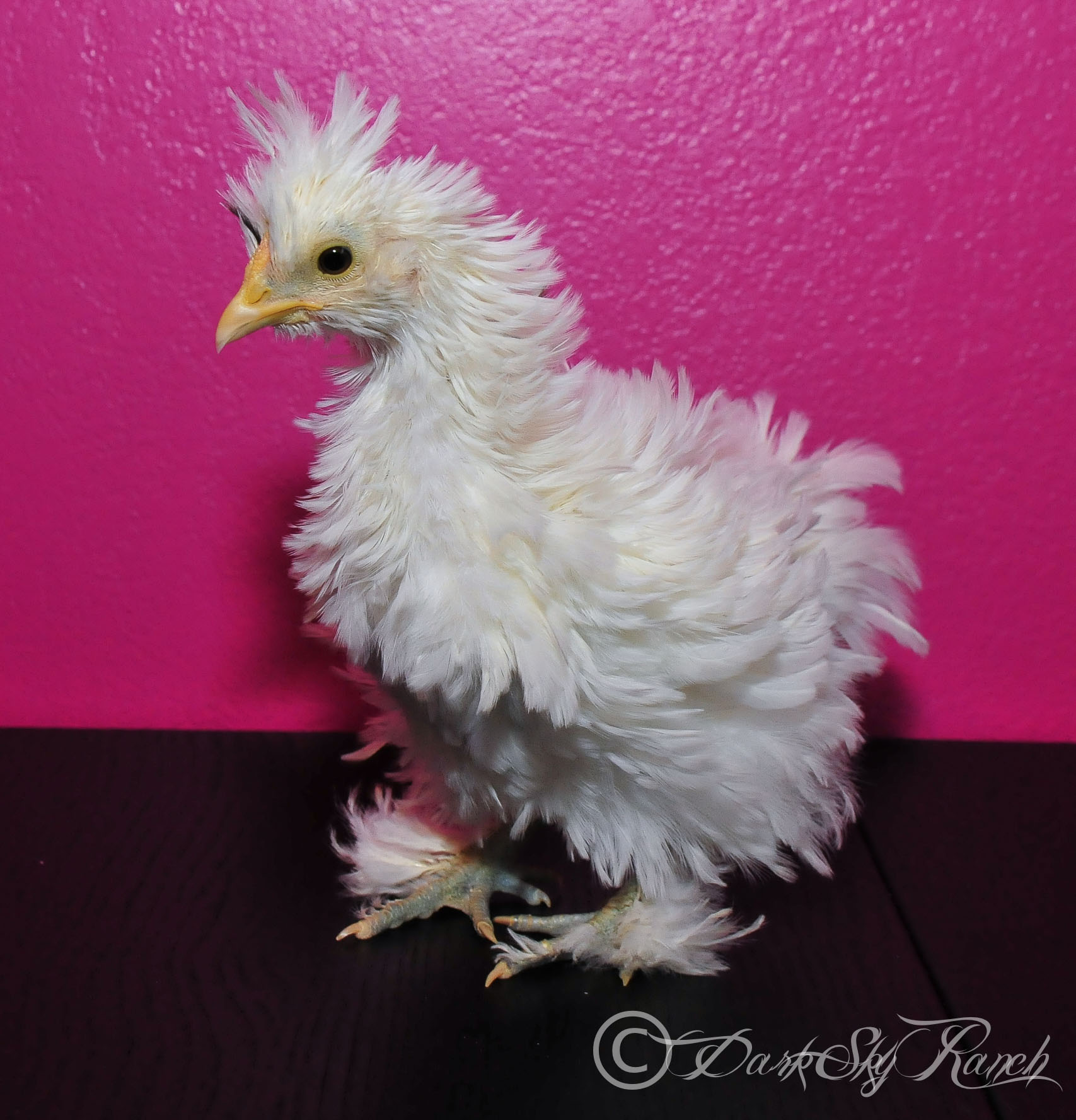 Our Frizzle Cochin x Silkie Cross, @7 weeks