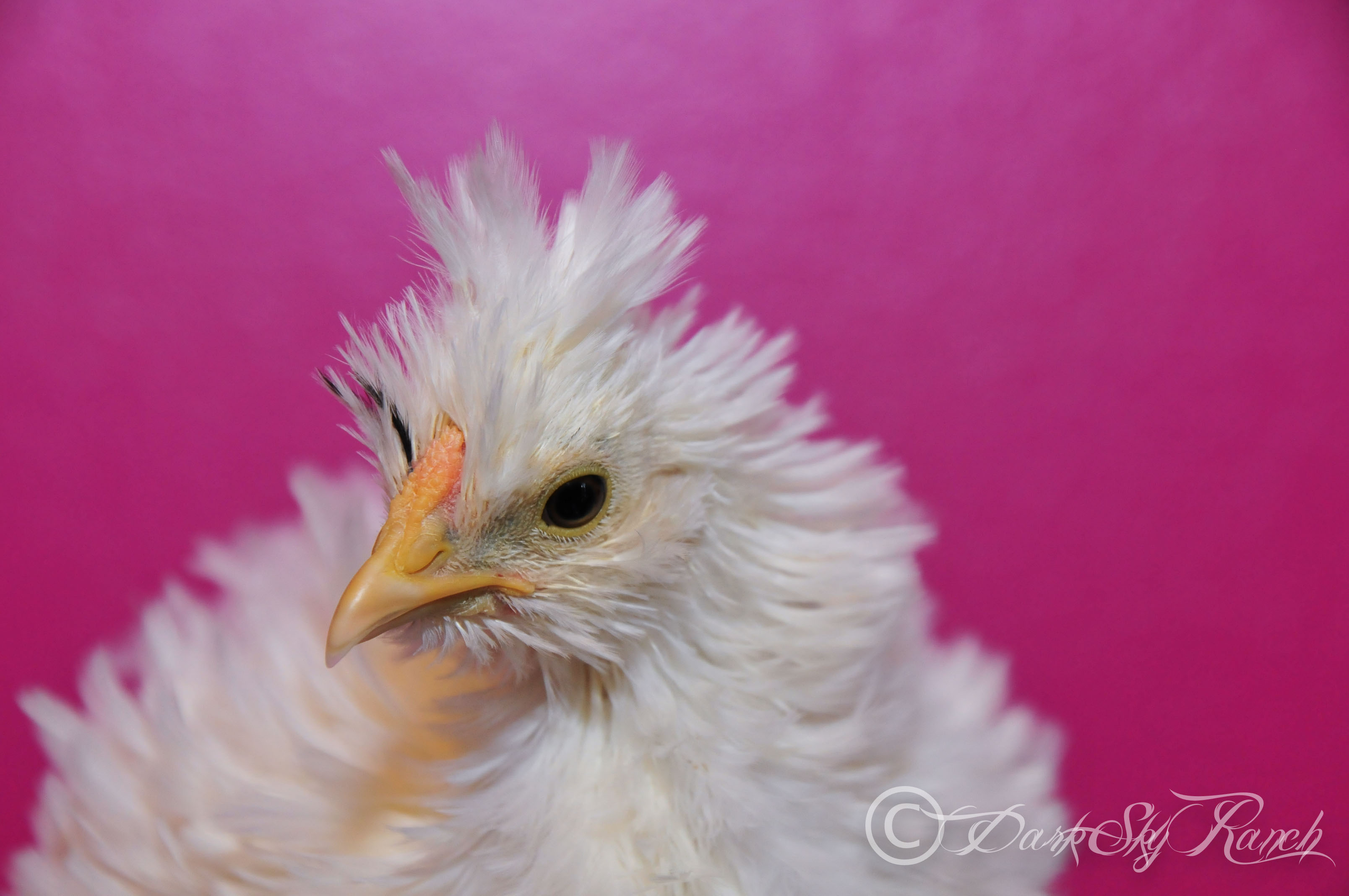Our Frizzle Cochin x Silkie Cross , @7 weeks