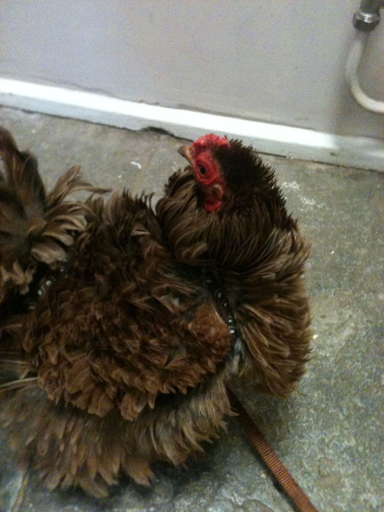 Our Frizzle Piglet loves being on her lead!
