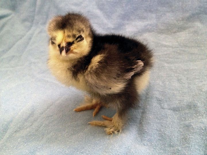 Our Frizzle Rooster - Wild Thing