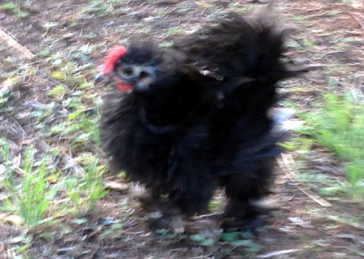 Our Frizzle Rooster - Wild Thing